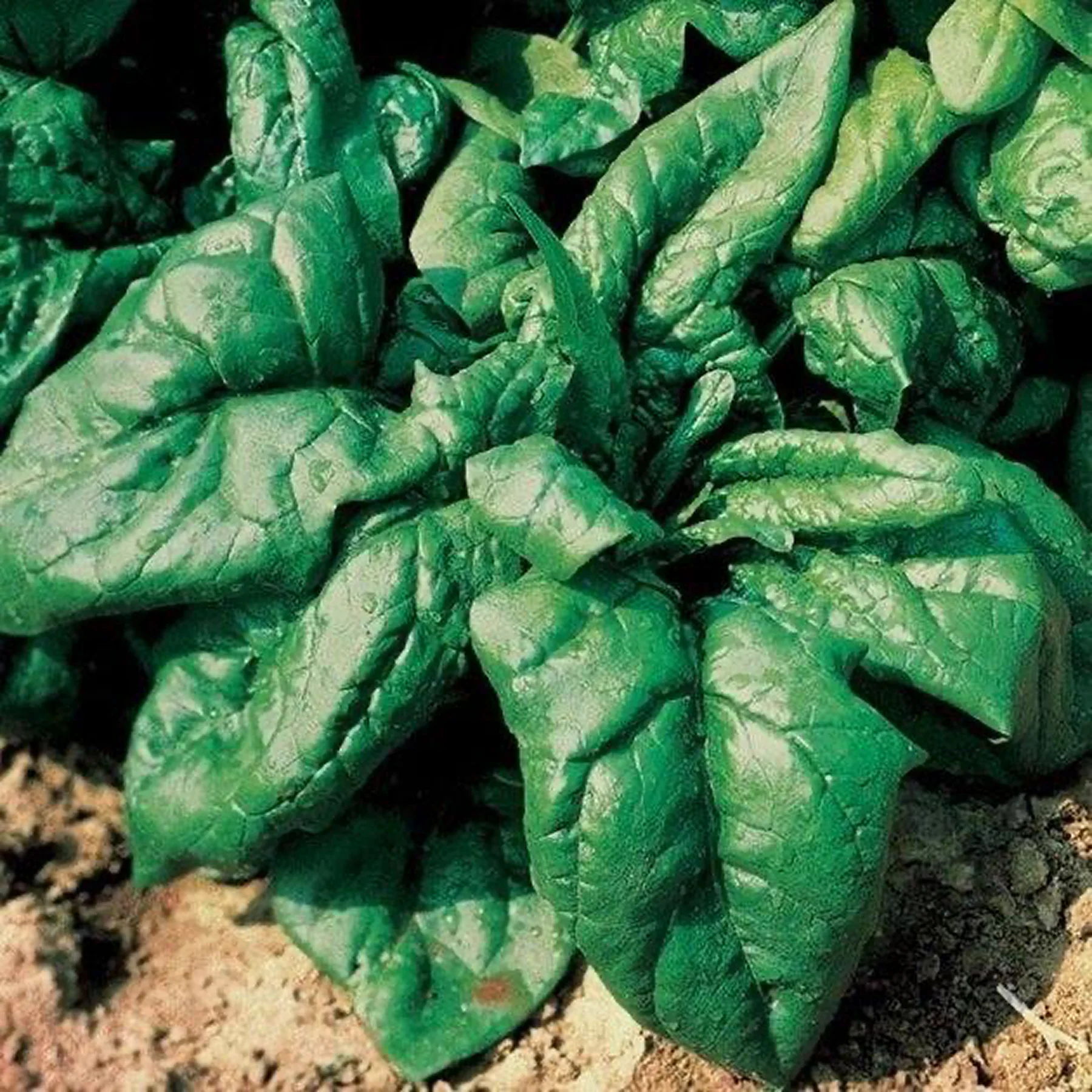 Шпинат ‘Lagos F1’ (Spinacia oleracea)