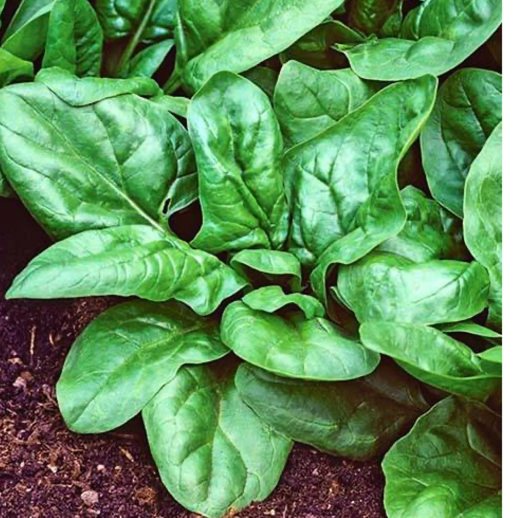 Шпинат ‘Матадор’ (Spinacia oleracea)