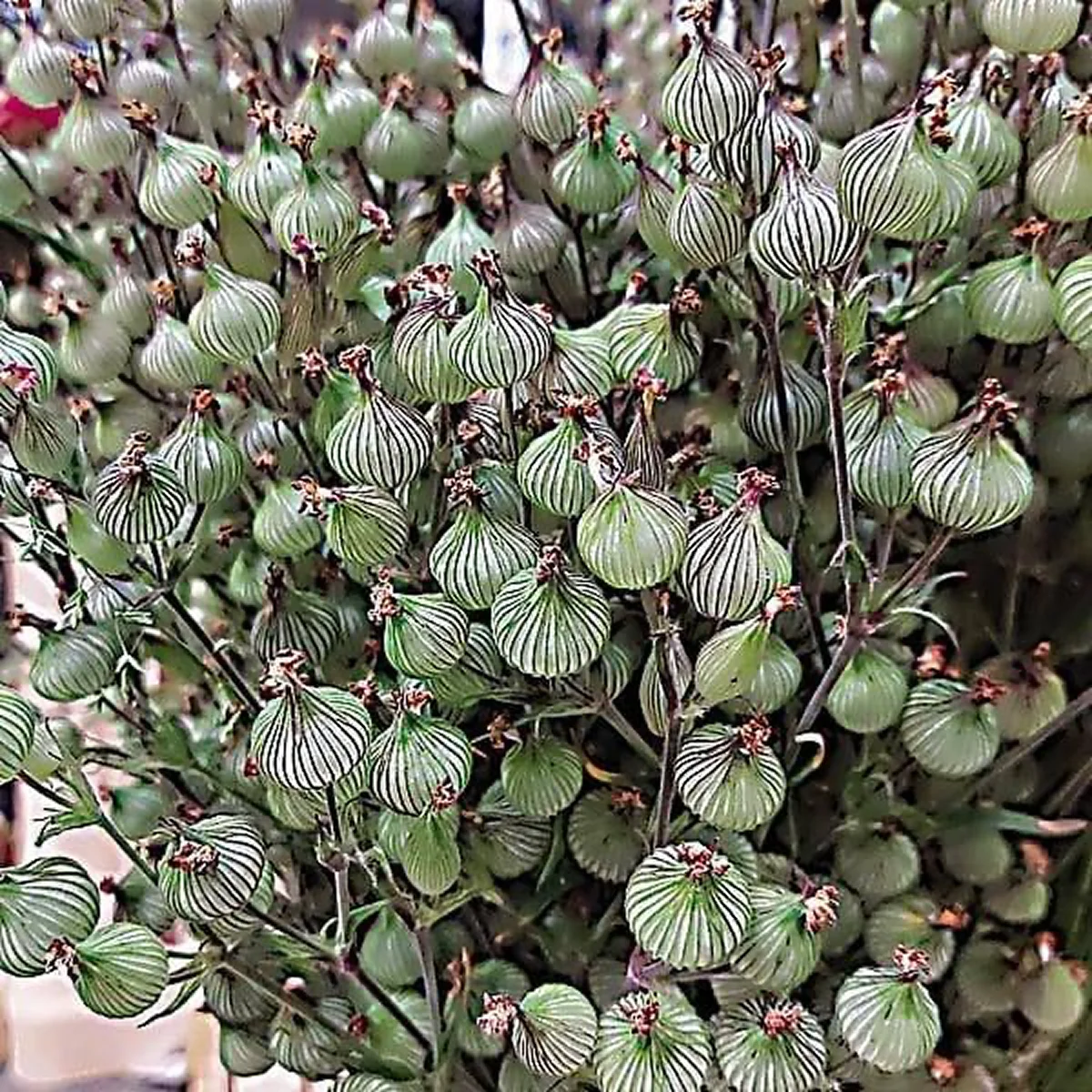 Silene conica ‘Balletje-Balletje’