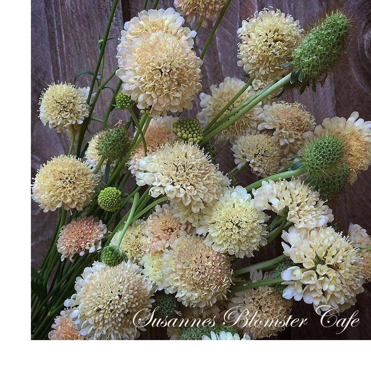 Скабіоза ‘Fata Morgana’ (Scabiosa atropurpurea)