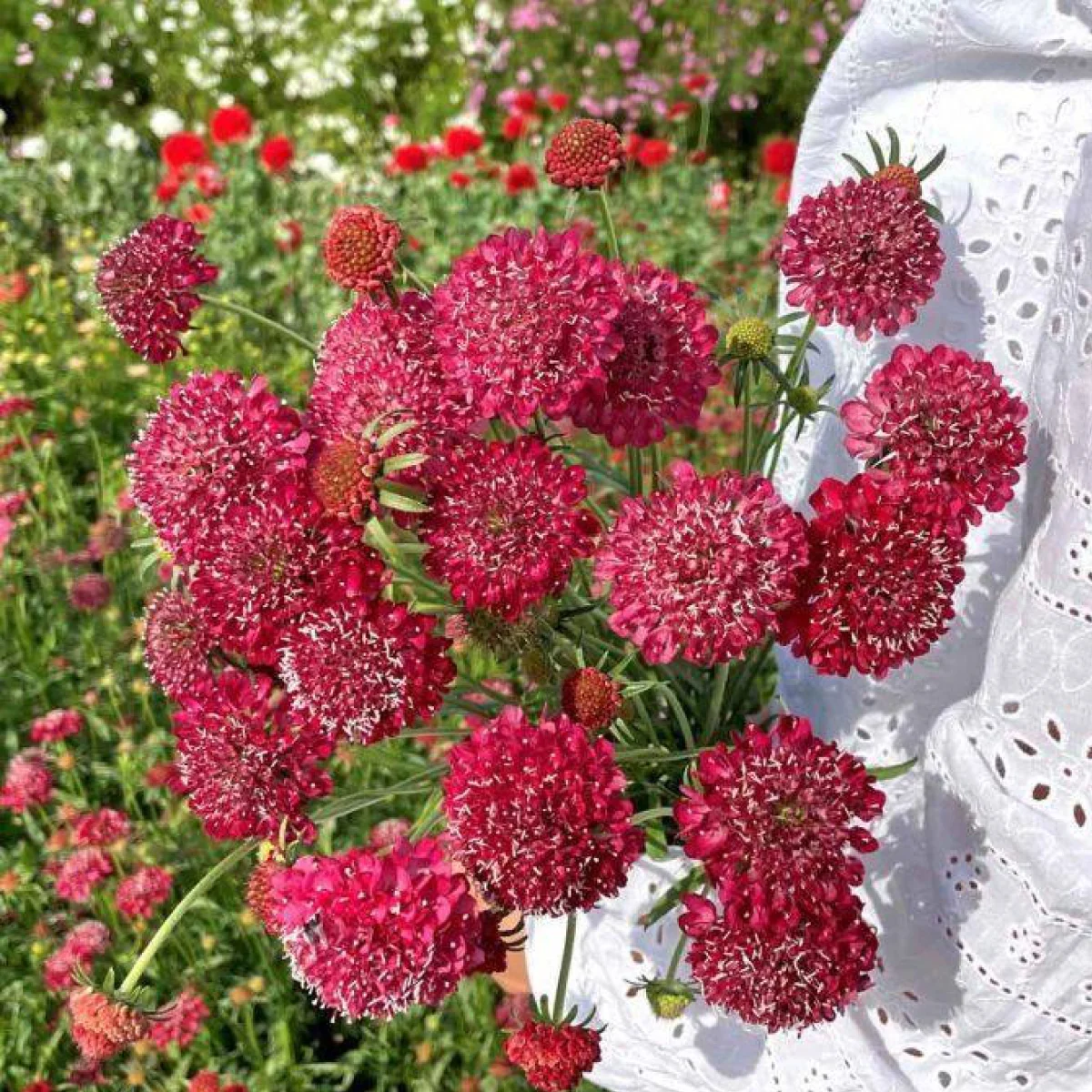 Скабіоза ‘Fire King’ (Scabiosa atropurpurea)
