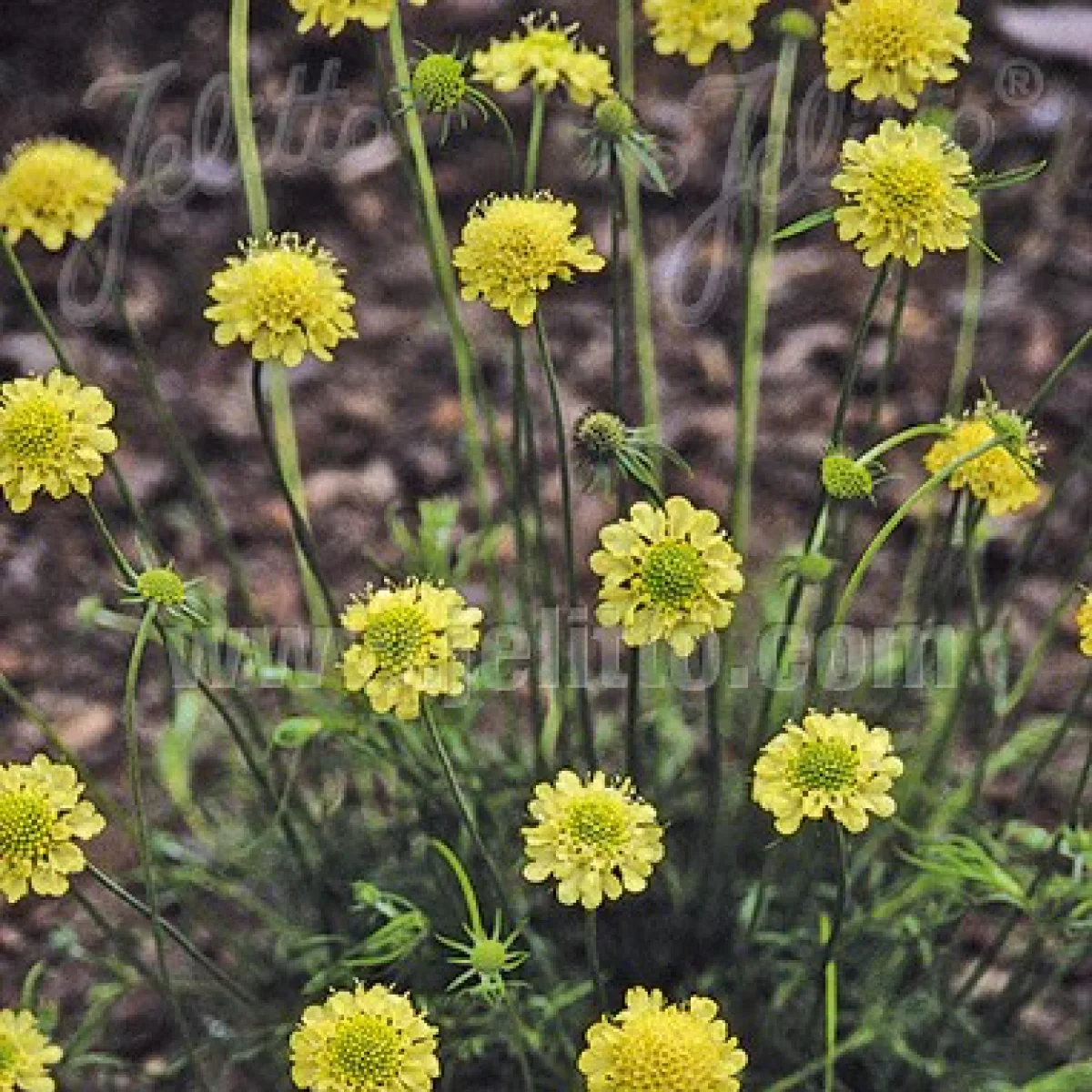 Скабіоза ‘Moon Dance’ (Scabiosa ochroleuca)