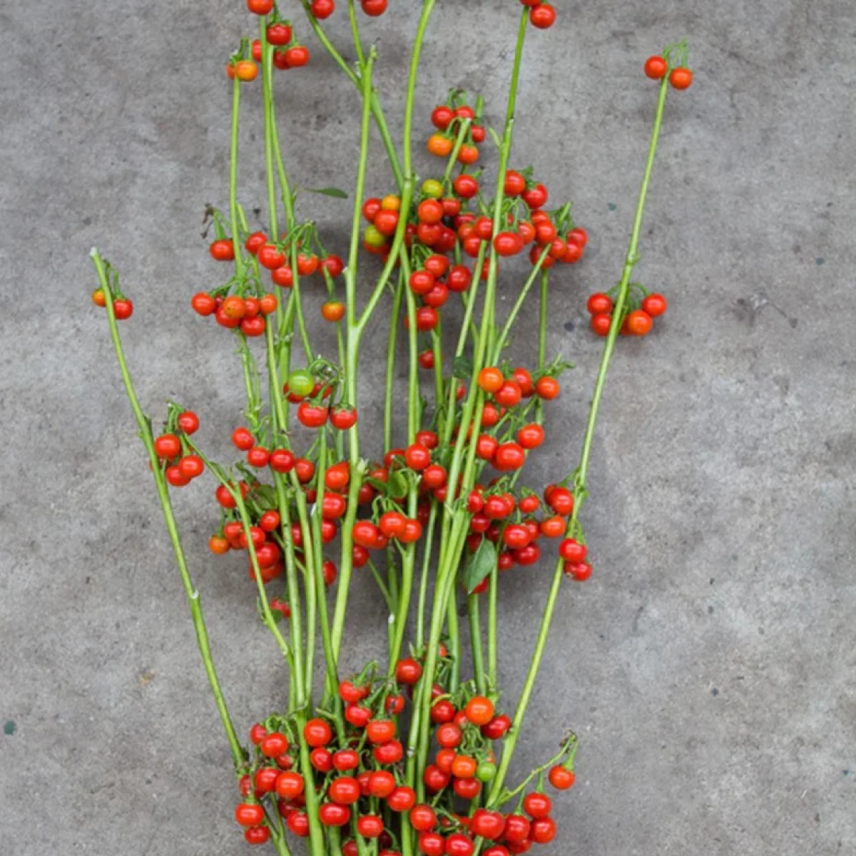 Соланум ‘Gumball’ (Solanum aethiopicum)