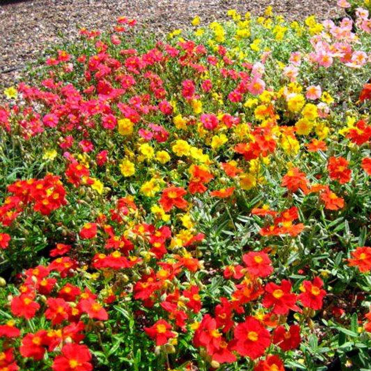 Сонцецвіт (Helianthemum nummularium f. mutabile)