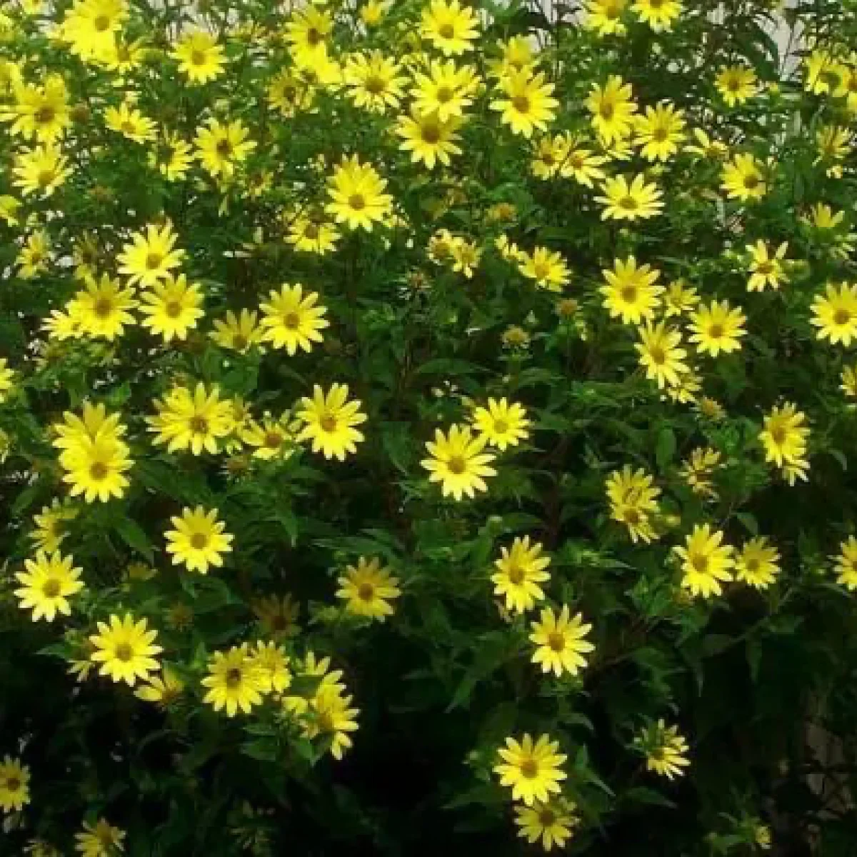 Соняшник багаторічний ‘Lemon Queen Strain’ (Helianthus laetiflorus)