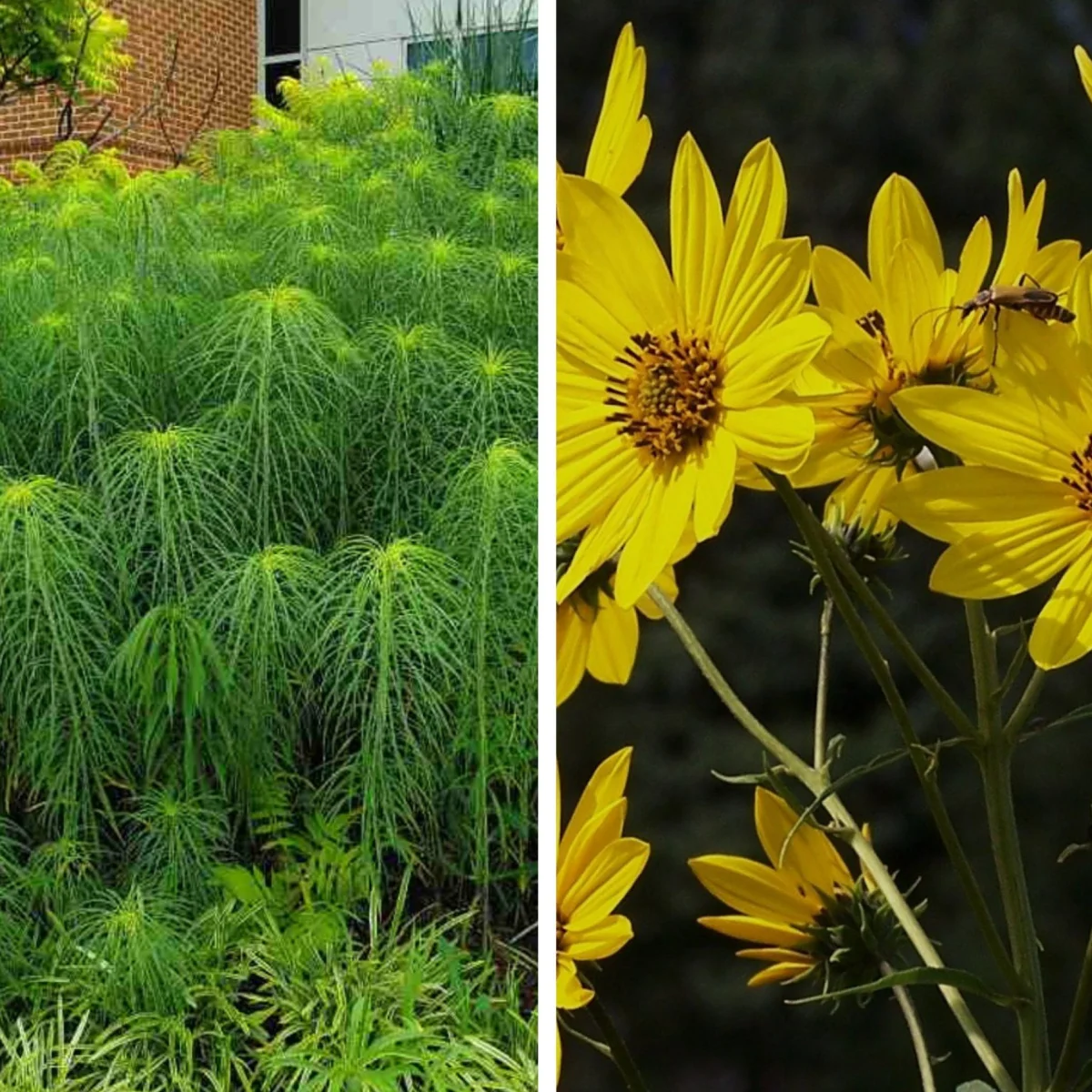 Соняшник іволистий (Helianthus salicifolius) Willowleaf Sunflower