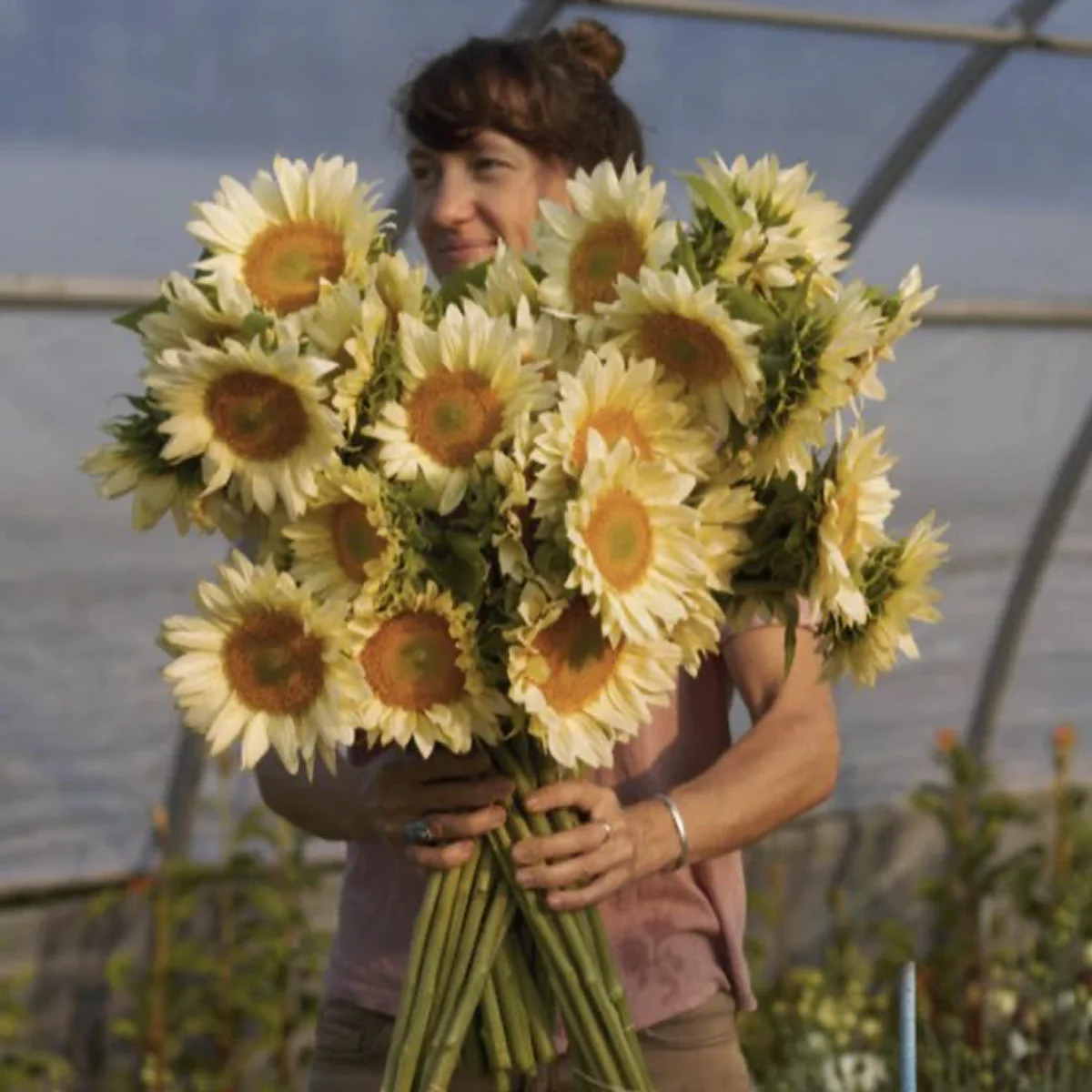 Соняшник зрізочний ‘ProCut® White Lite’ (Helianthus annuus)