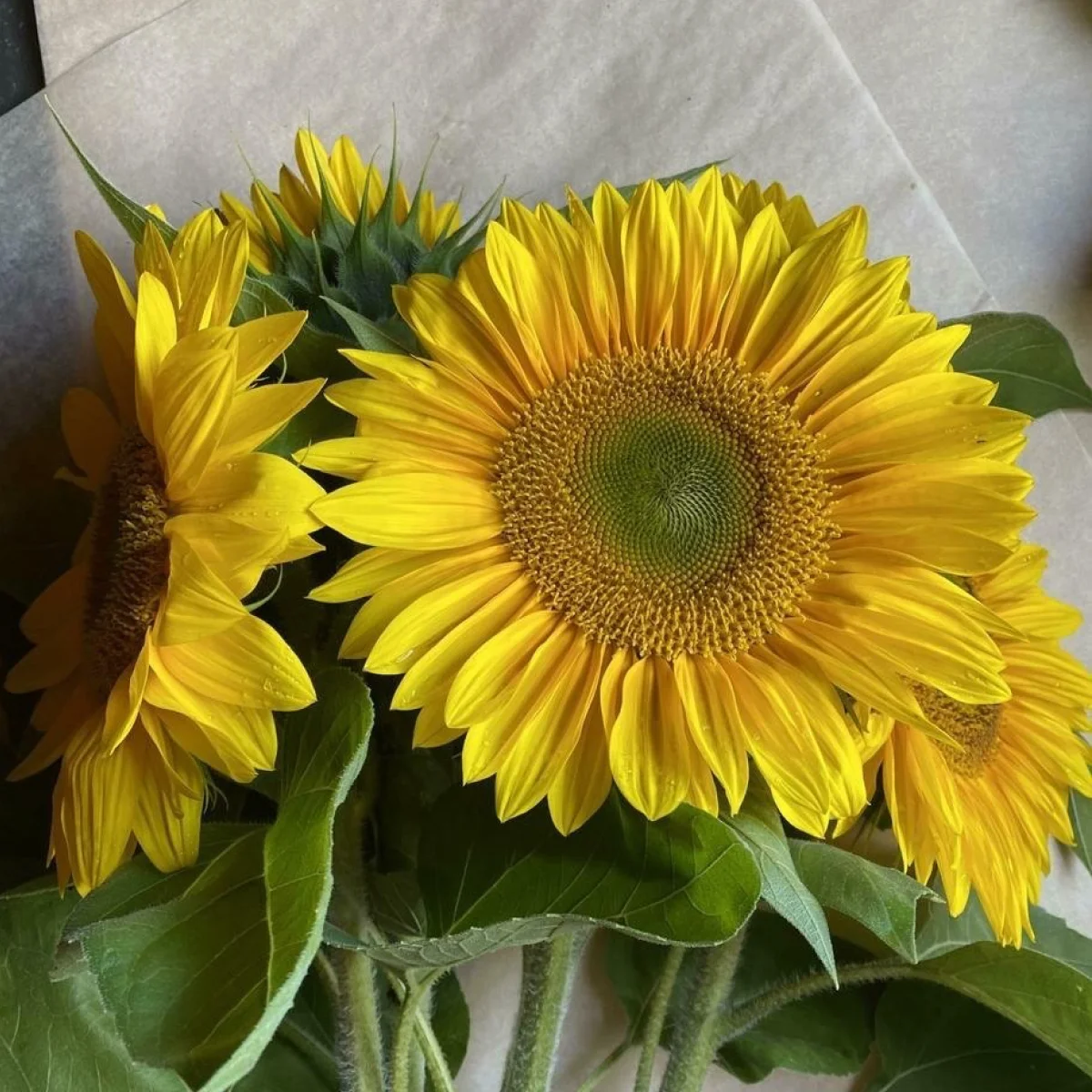 Соняшник зрізочний ‘Summer Breeze F1’ (Helianthus annuus)