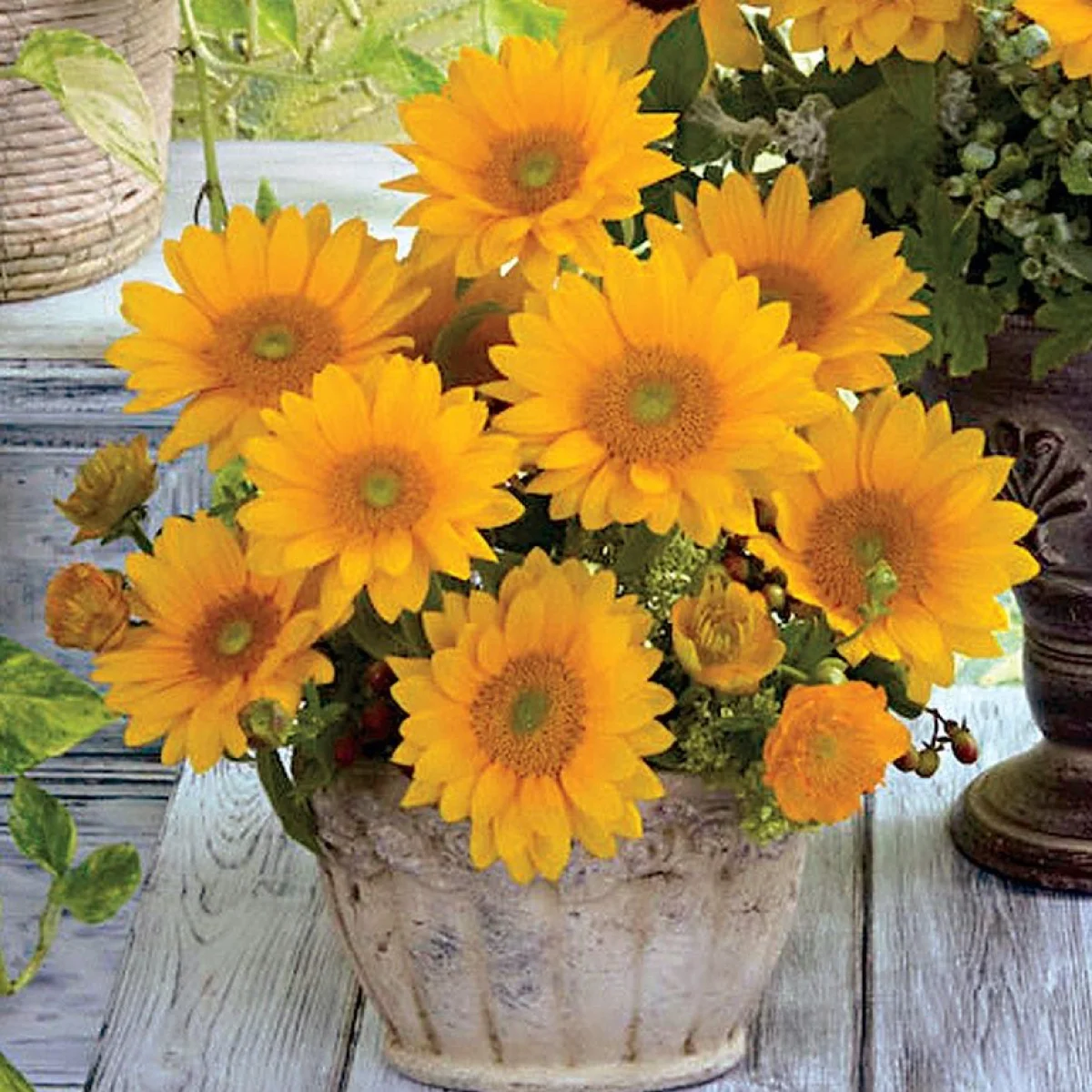 Соняшник зрізочний ‘Vincent’s Fresh F1’ (Helianthus annuus)