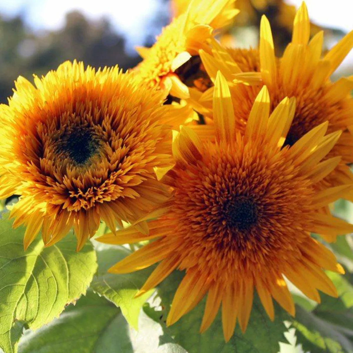 Соняшник ‘Astra Brown’ (Helianthus annuus)