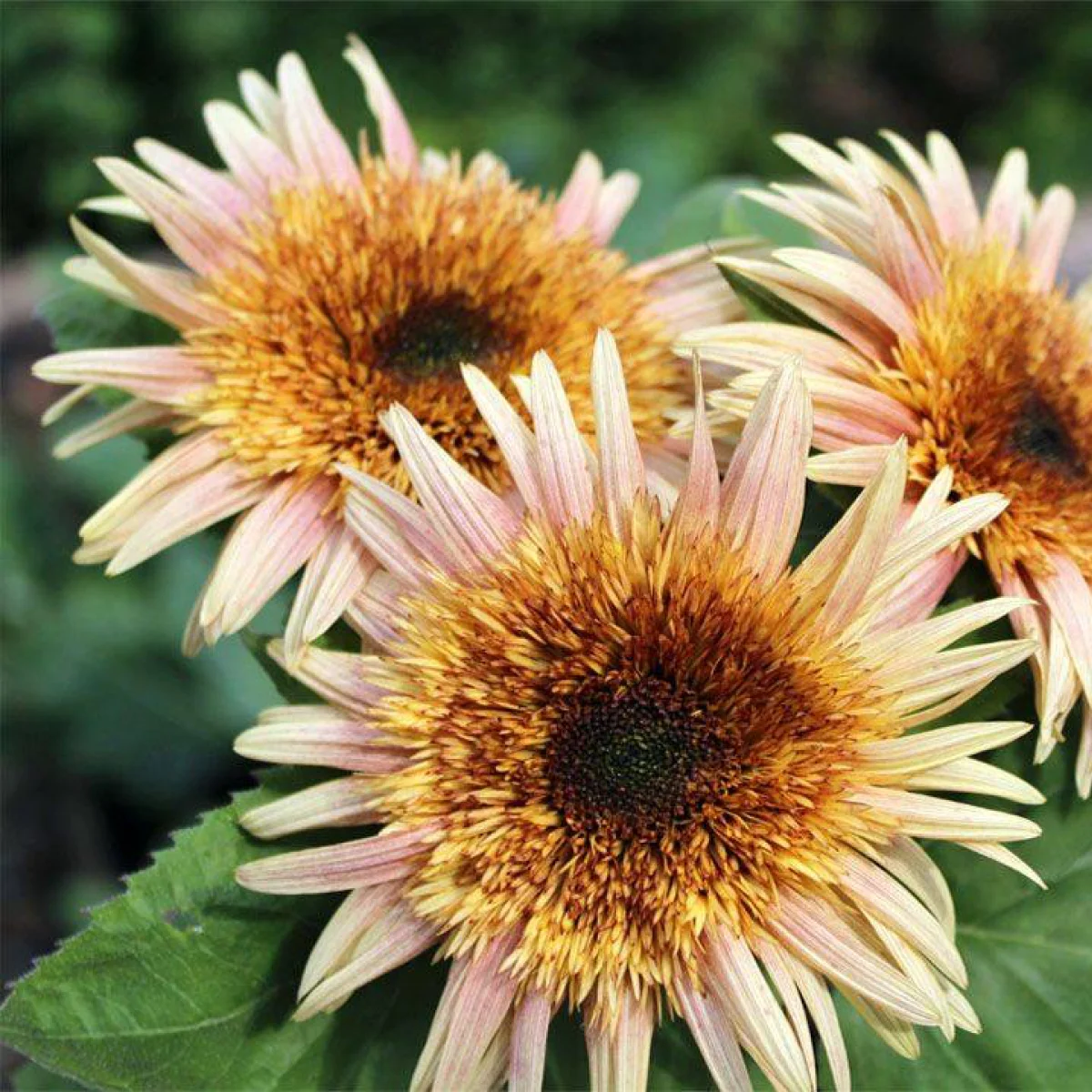 Соняшник ‘Astra Rose’ (Helianthus annuus)