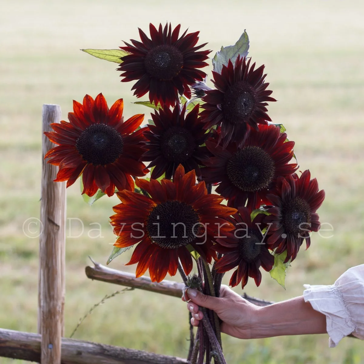 Соняшник ‘Claret’ (Helianthus annuus)