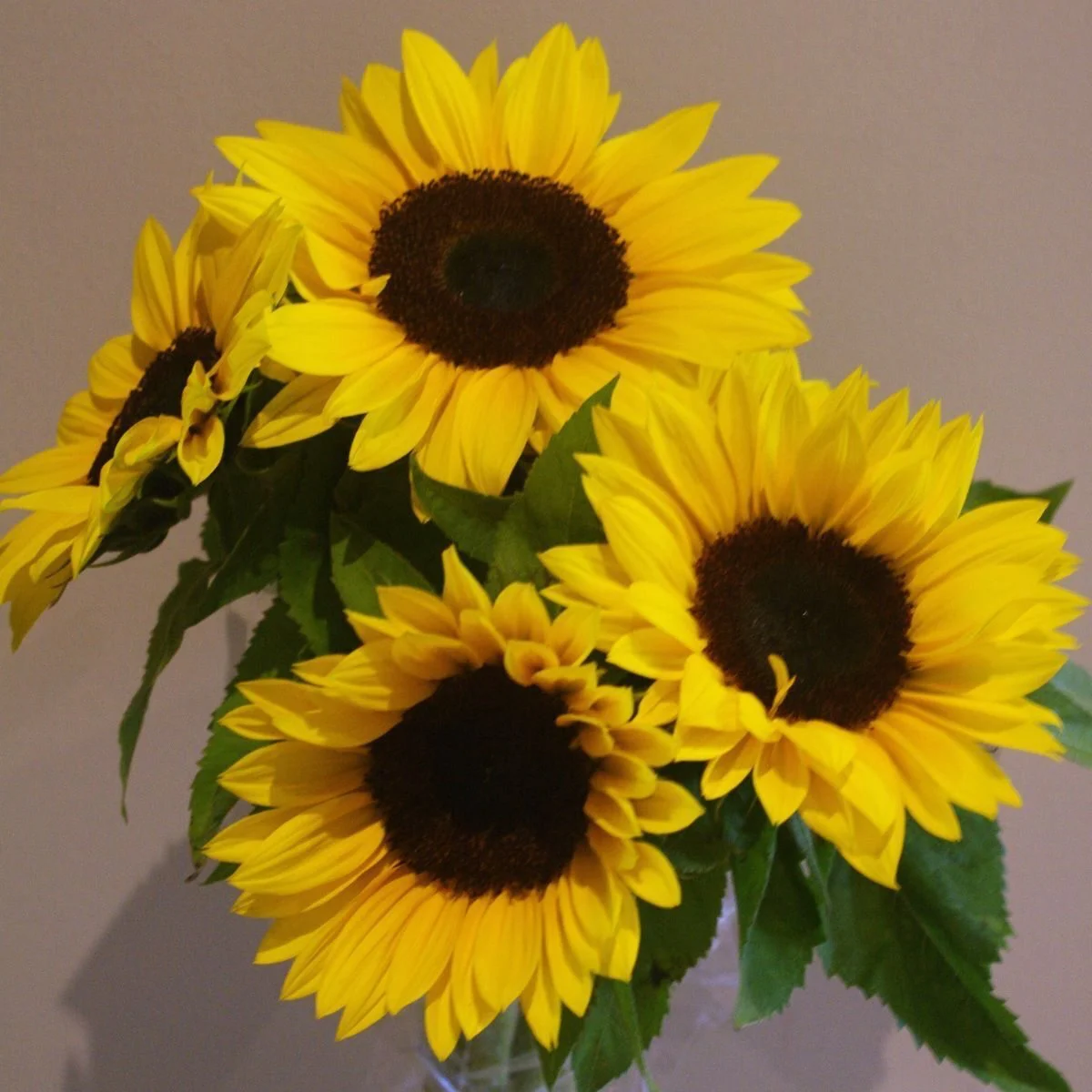 Соняшник ‘Cutting Gold’ F1 (Helianthus annuus)