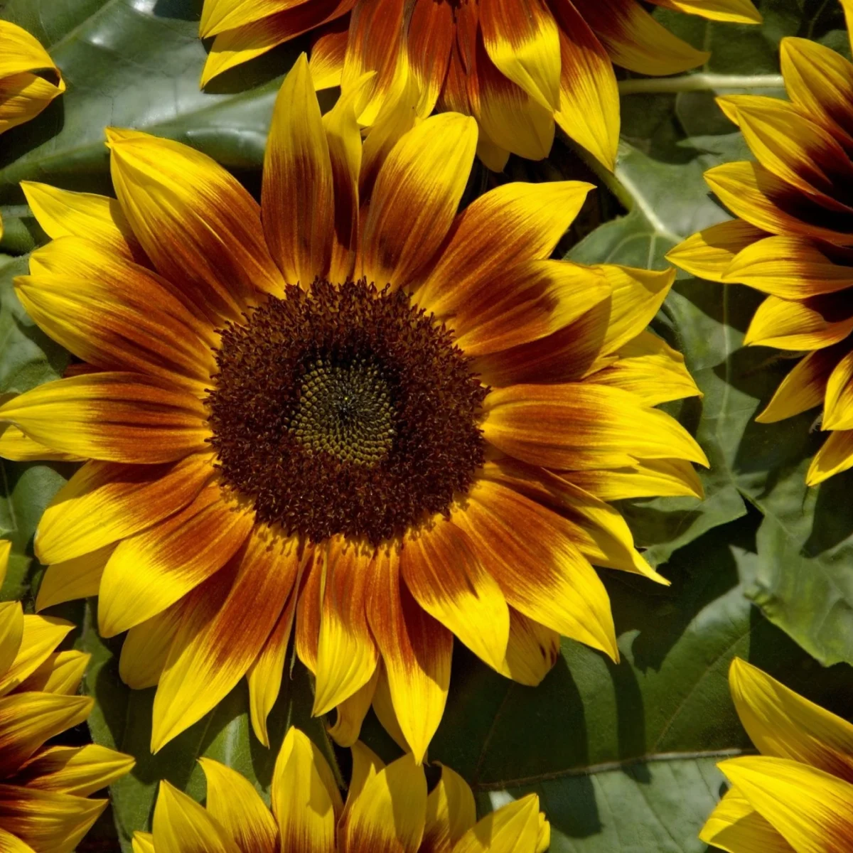 Соняшник ‘Dwarf Orange Mahogany Bicolor F1’ (Helianthus annuus)