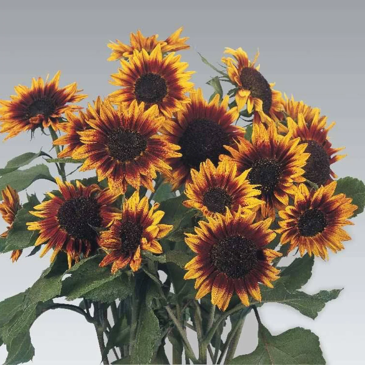 Соняшник ‘Floristan’ (Helianthus annuus)