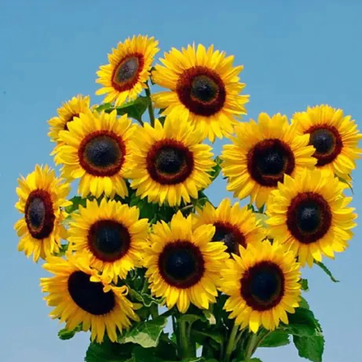Соняшник ‘Full Sun’ F1 (Helianthus annuus)