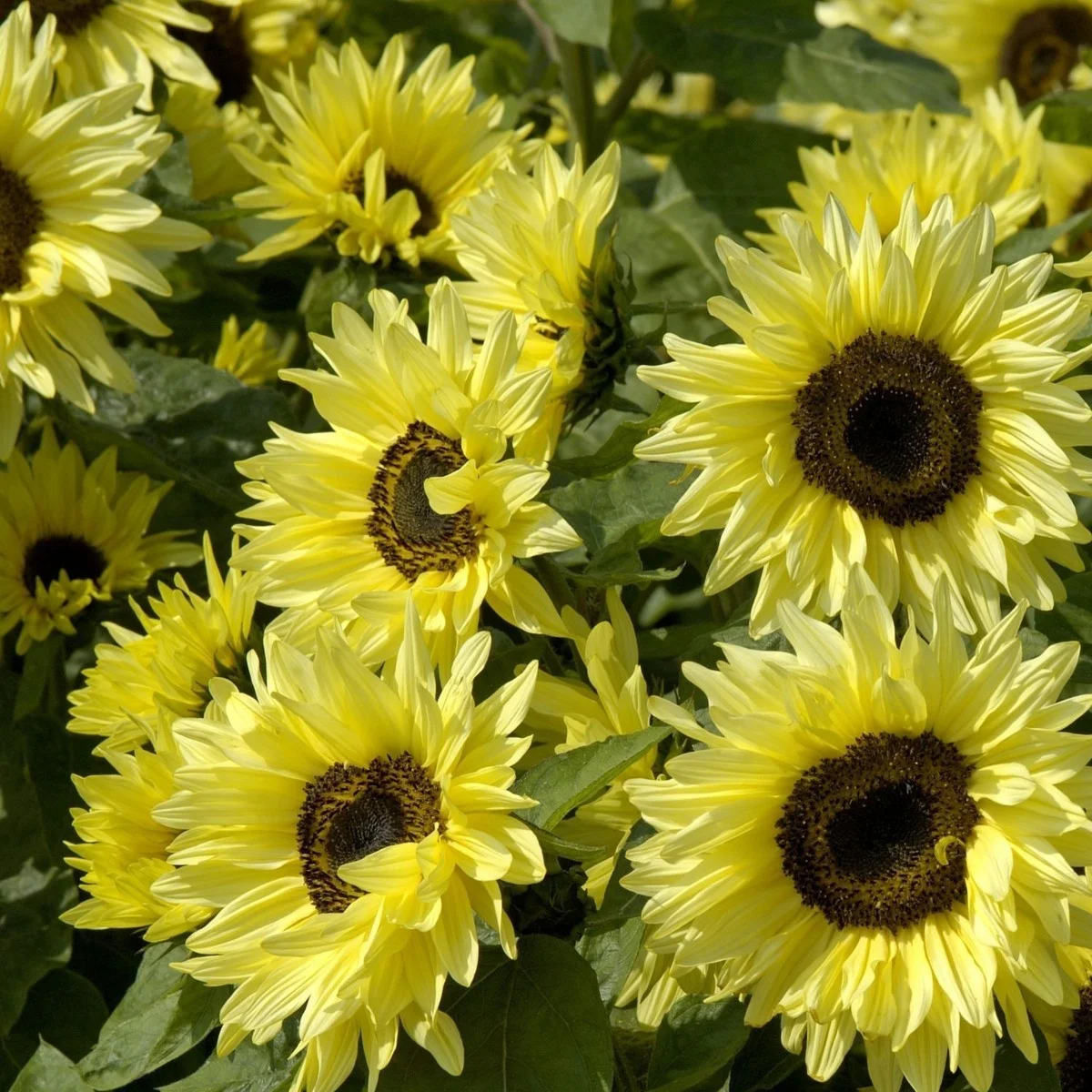Соняшник ‘Garden Statement’ (Helianthus annuus)