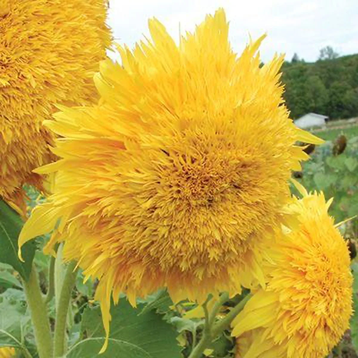 Соняшник ‘Golden Cheer’ (Helianthus annuus)