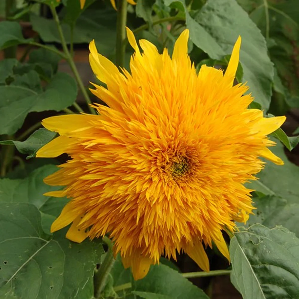 Соняшник ‘Goldy Double’ (Helianthus annuus)