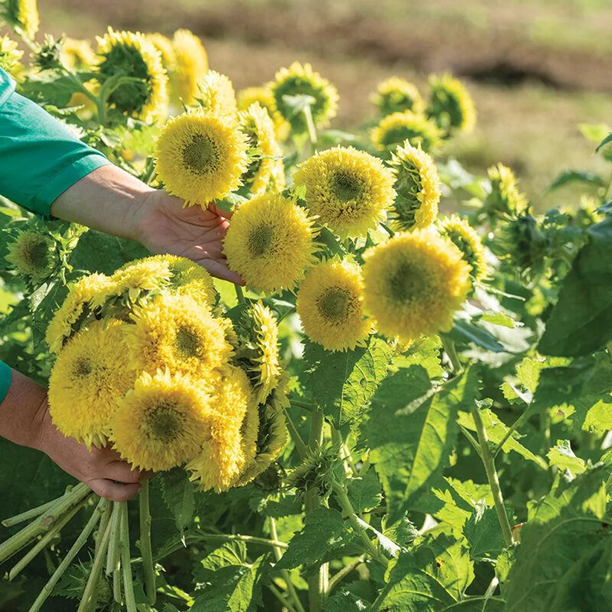 Соняшник ‘Gummy Bear’ (Helianthus annuus)