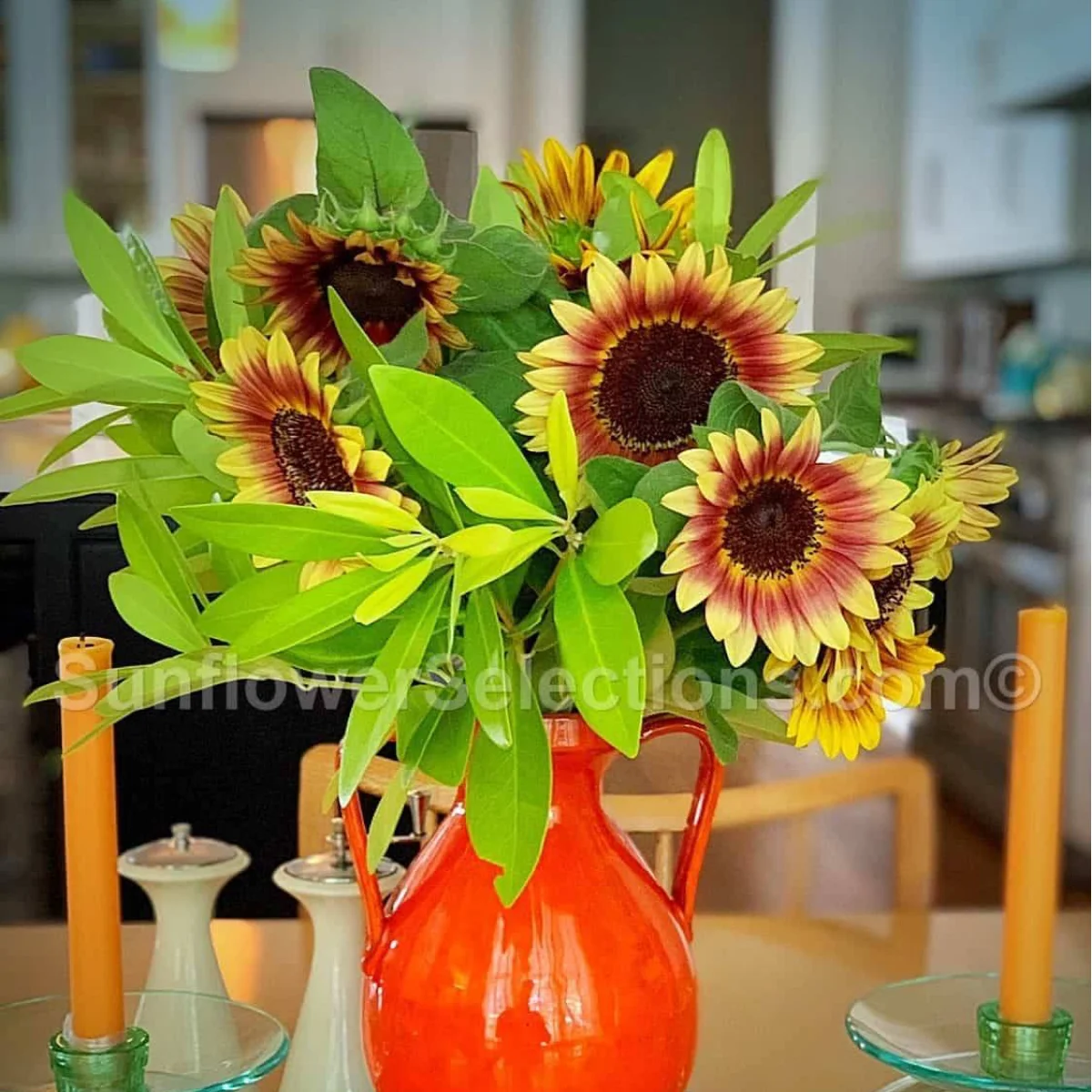 Соняшник ‘Gypsy Charmer’ (Helianthus annuus)