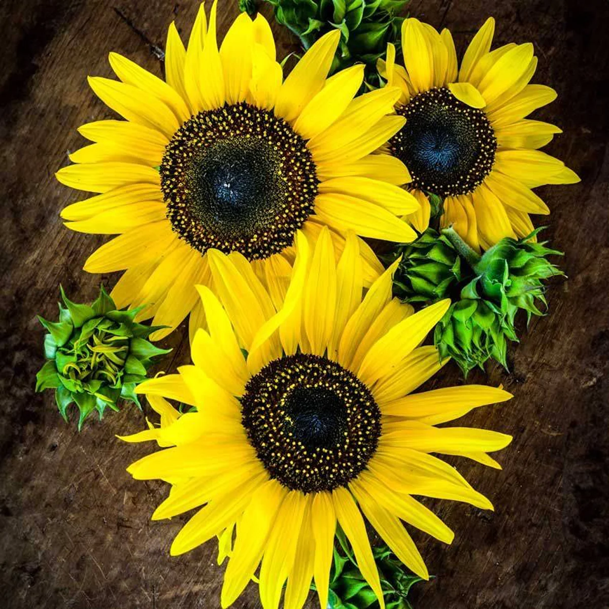 Соняшник ‘Henry Wilde’ (Helianthus annuus)