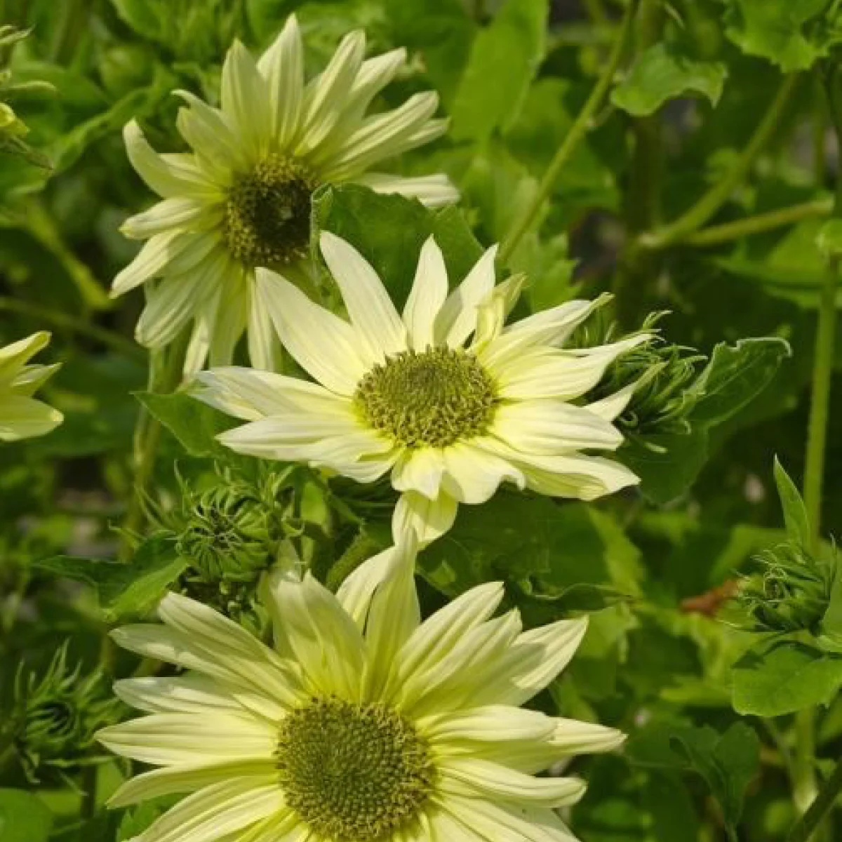 Соняшник ‘Italian Green Heart’ (Helianthus debilis)