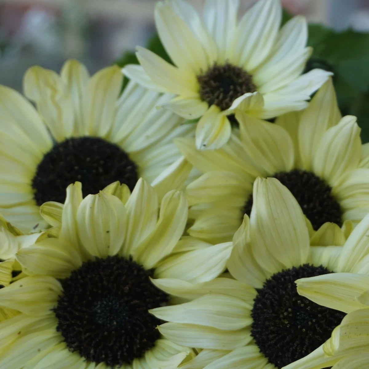 Соняшник ‘Italian White’ / ‘Ice Cream’ (Helianthus annuus)