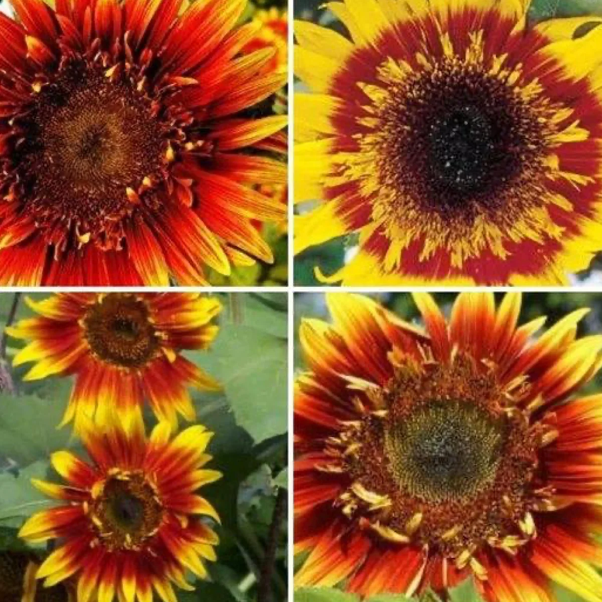 Соняшник ‘Joker’ (Helianthus annuus)