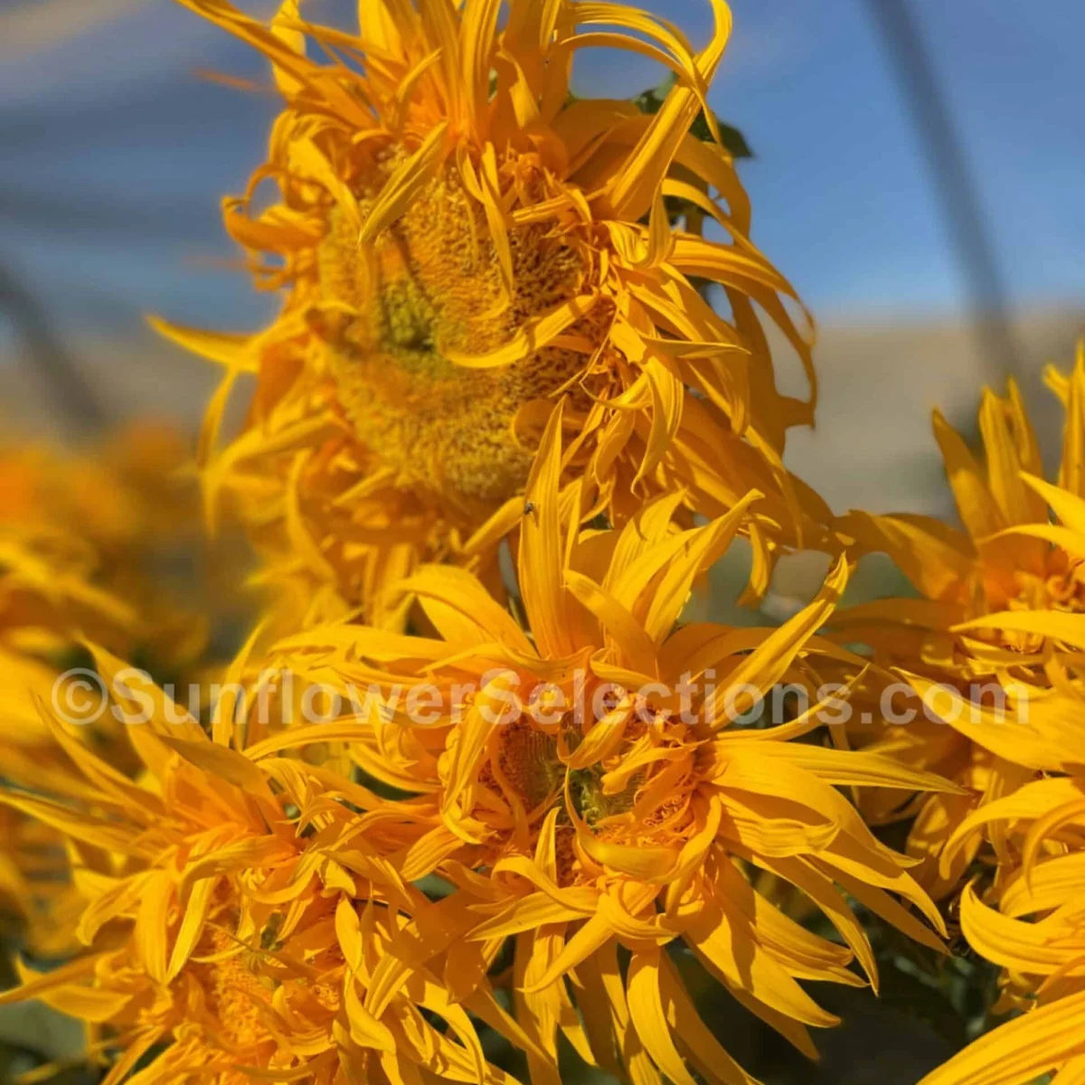 Соняшник ‘Just Crazy’ (Helianthus annuus)