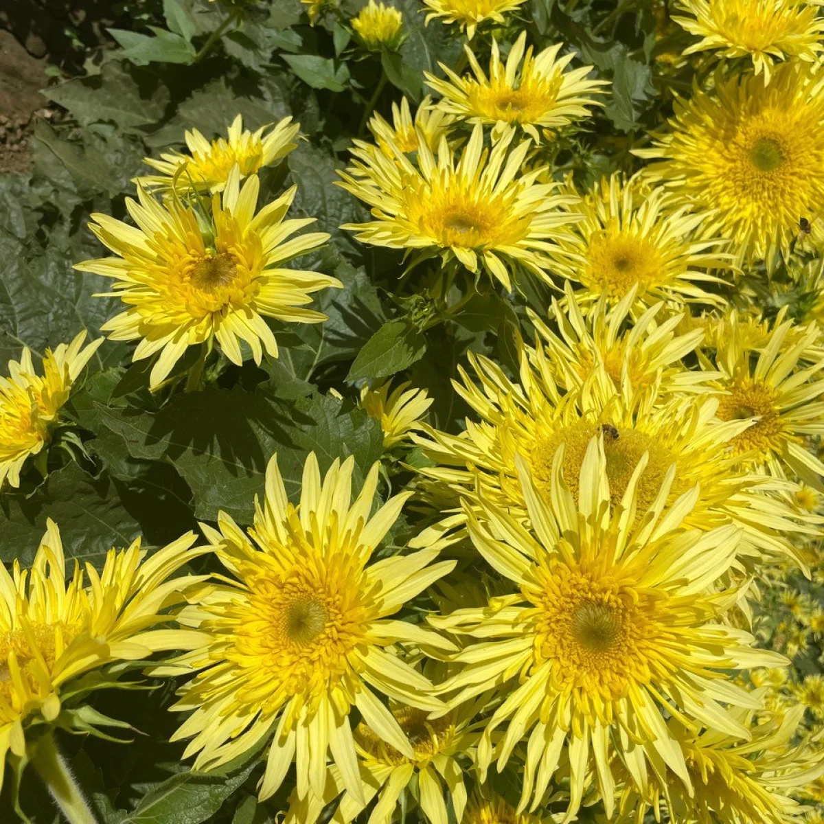 Соняшник ‘Lemon Cutie™’ (Helianthus annuus)