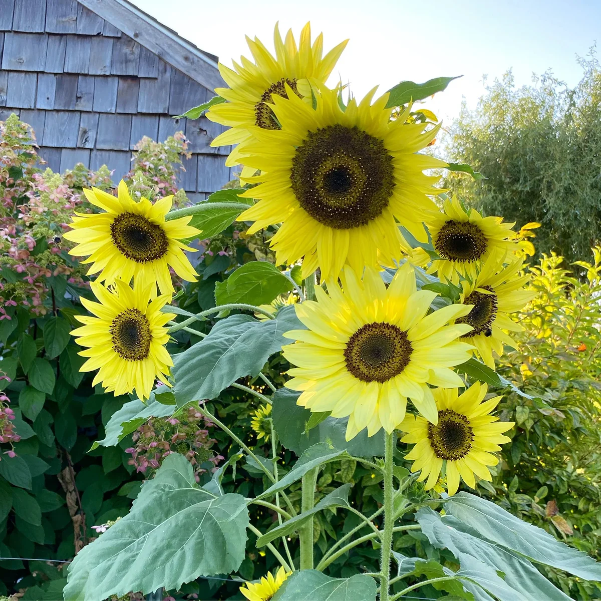 Соняшник ‘Lemon Queen’ (Helianthus annuus)
