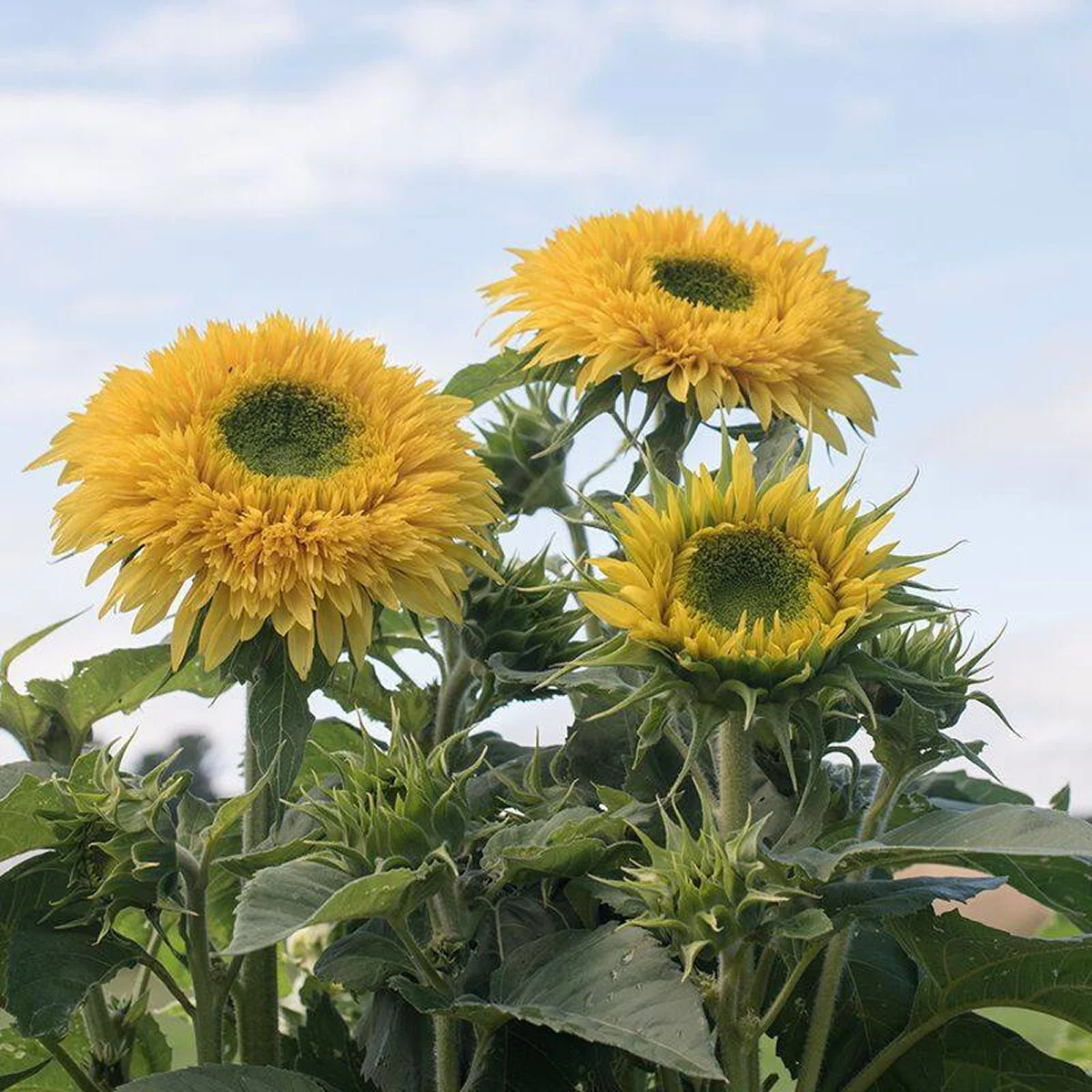 Соняшник ‘Lemonade’ (Helianthus annuus)