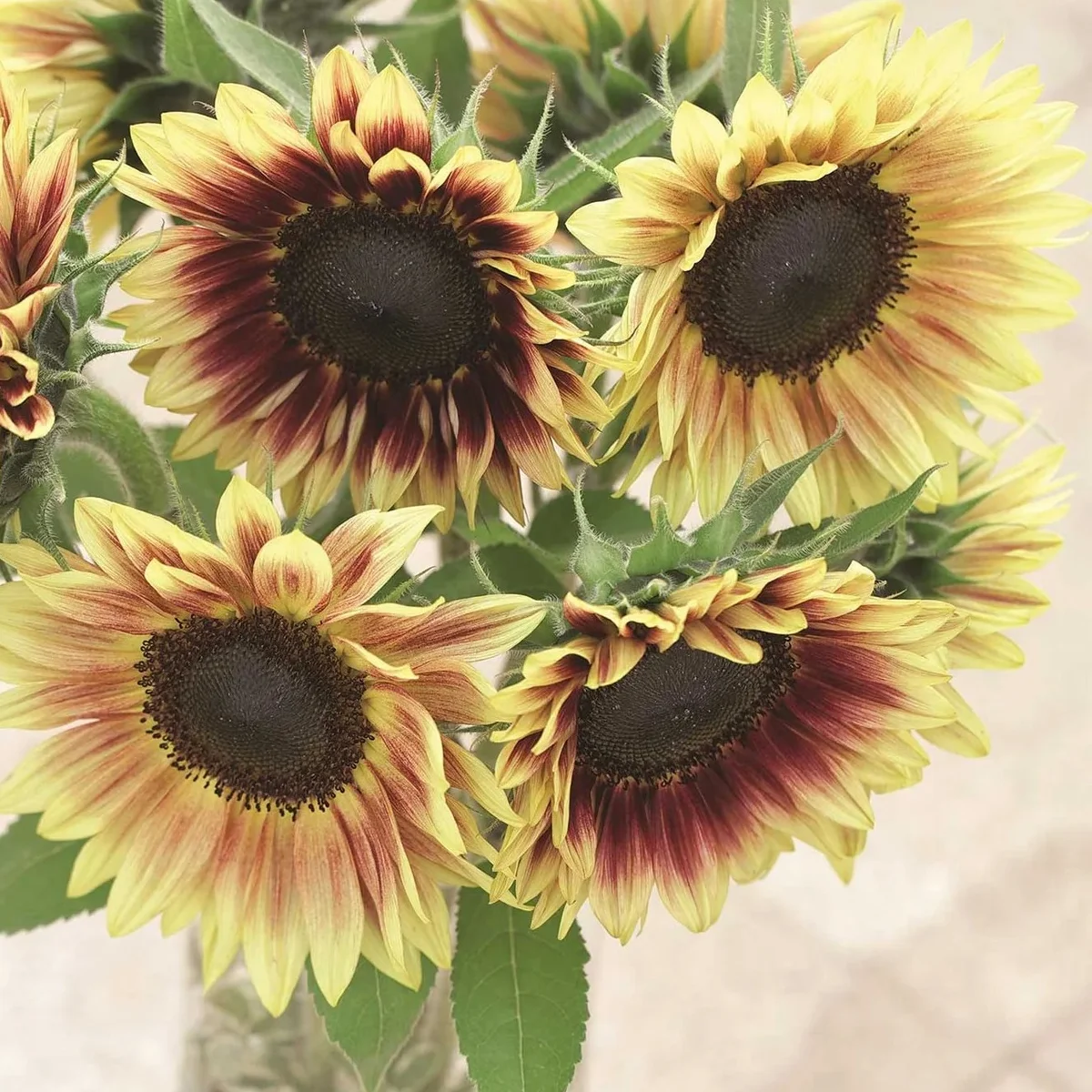 Соняшник ‘Marley’ F1 (Helianthus annuus)