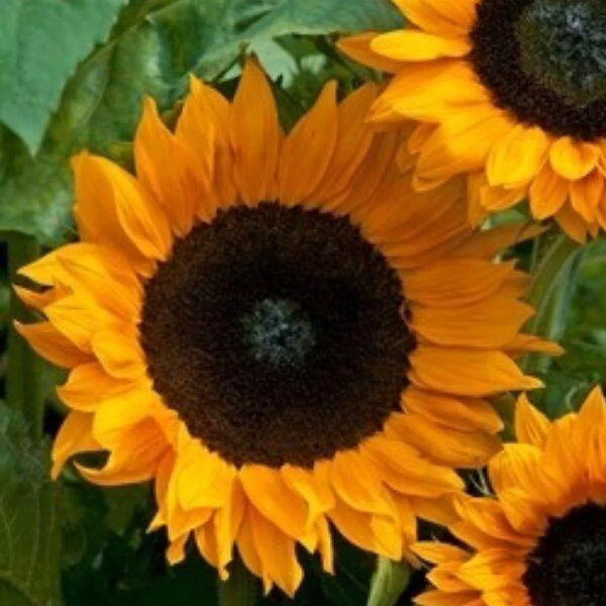 Соняшник ‘Mezzulah F1’ (Helianthus annuus)