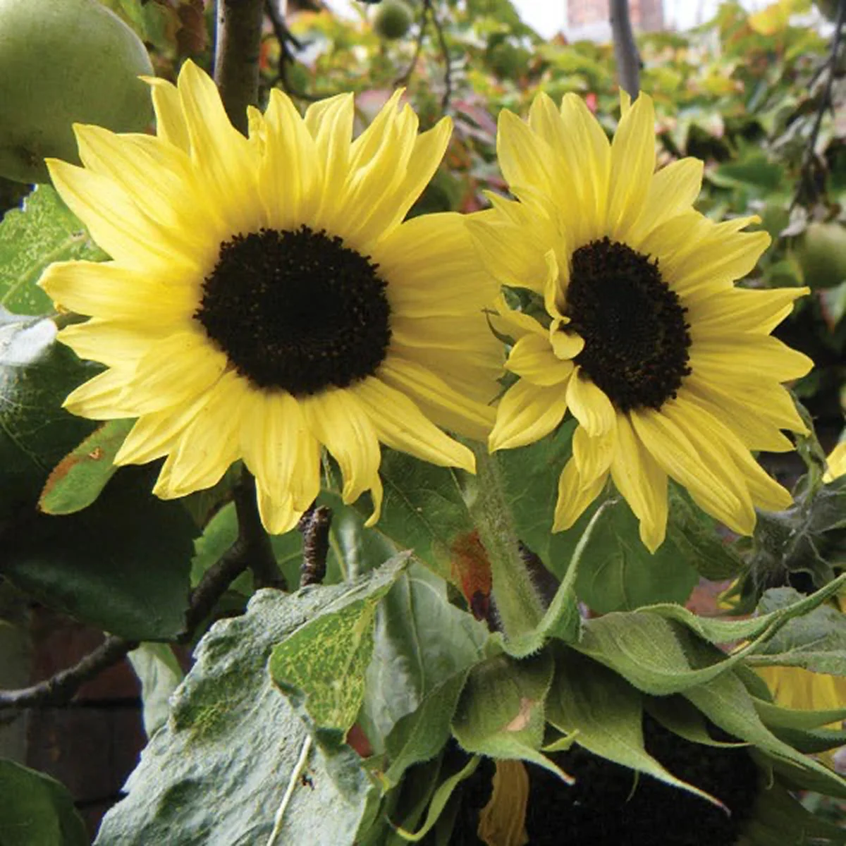 Соняшник ‘Moonwalker’ (Helianthus annuus)