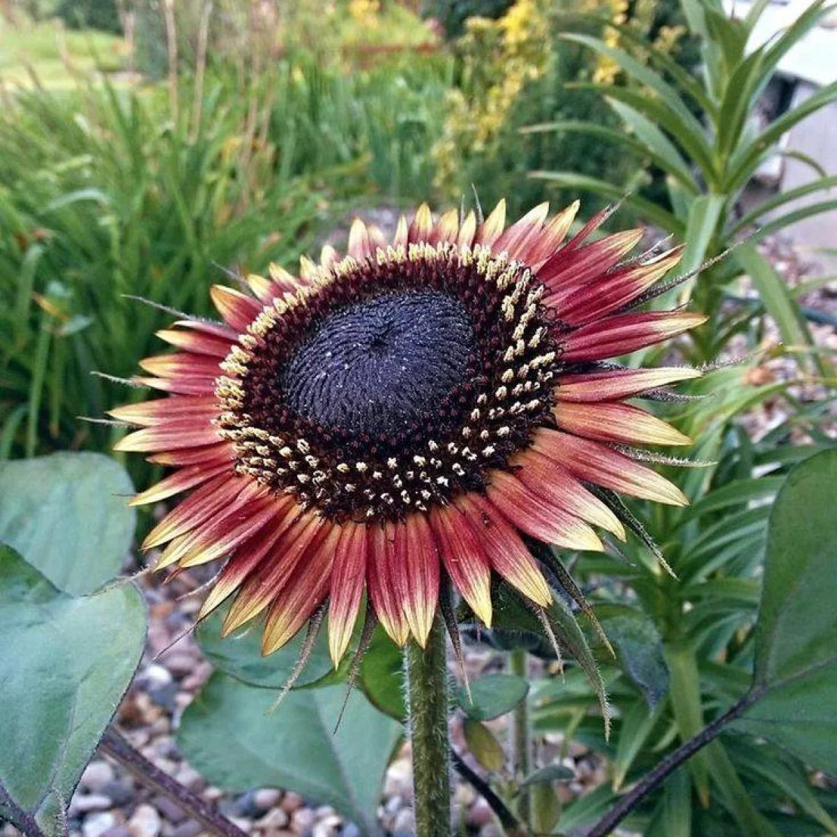 Соняшник ‘Ms. Mars’ (Helianthus annuus)