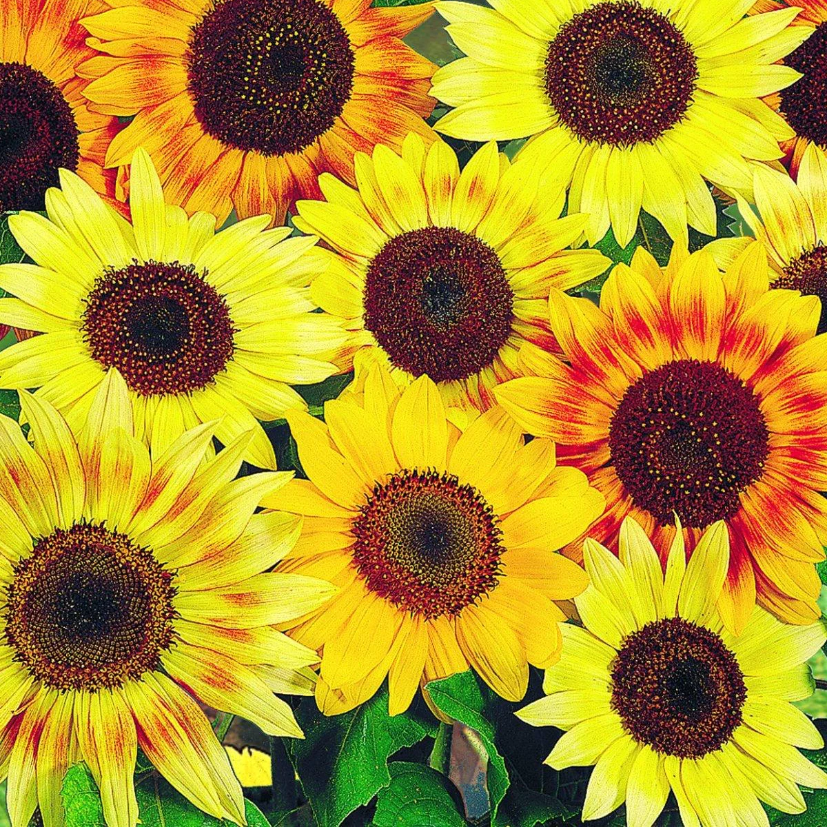 Соняшник ‘Music Box’ (Helianthus annuus)