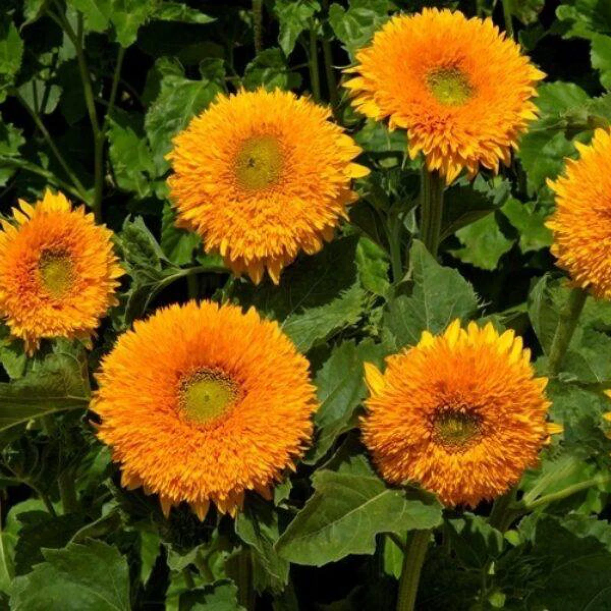 Соняшник ‘Orange Sun’ (Helianthus annuus)