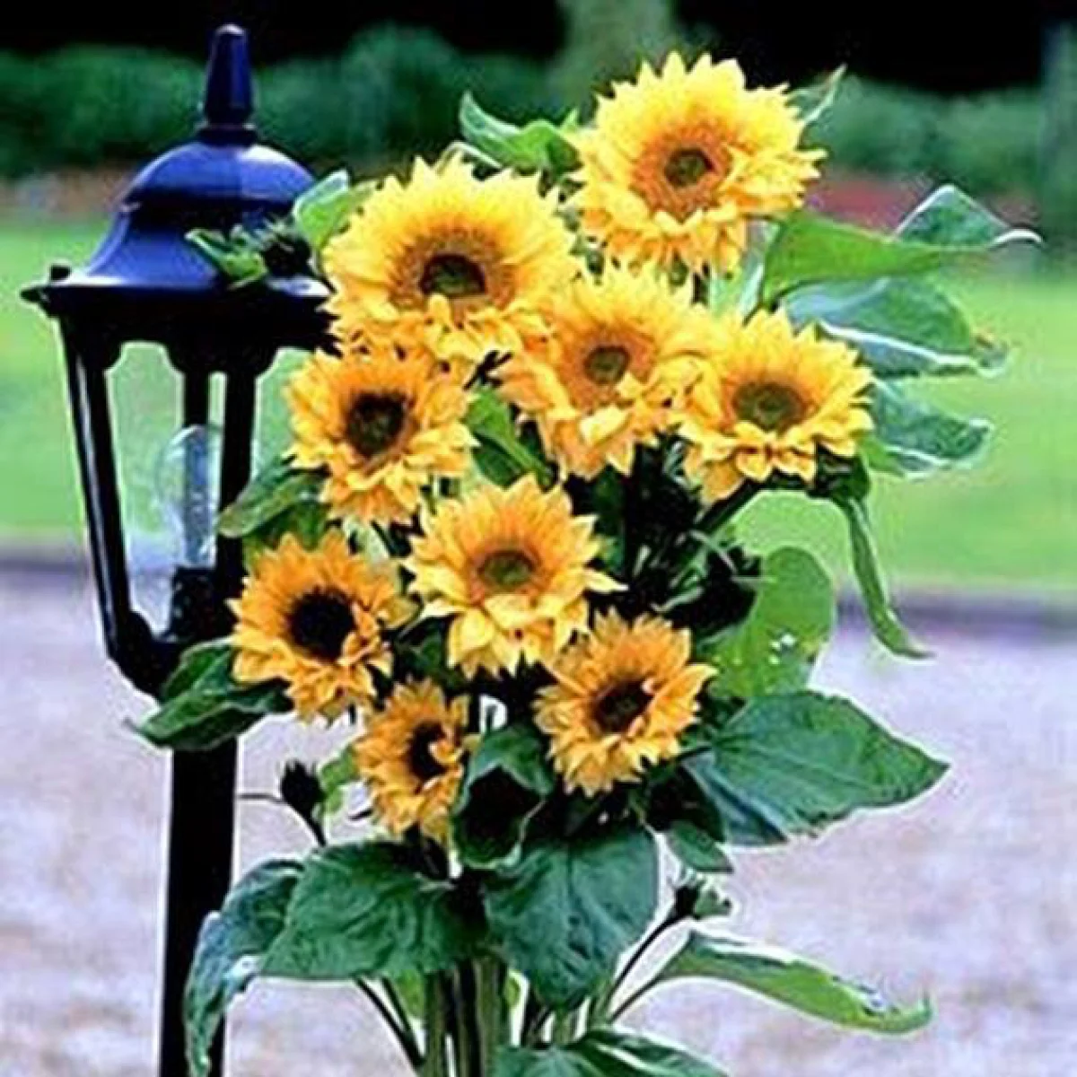 Соняшник ‘Peach Passion’ (Helianthus annuus)