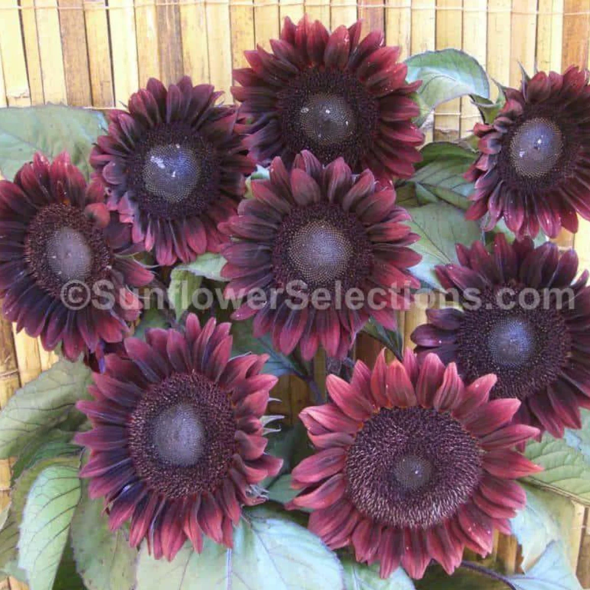 Соняшник ‘ProCut® Red F1’ (Helianthus annuus)
