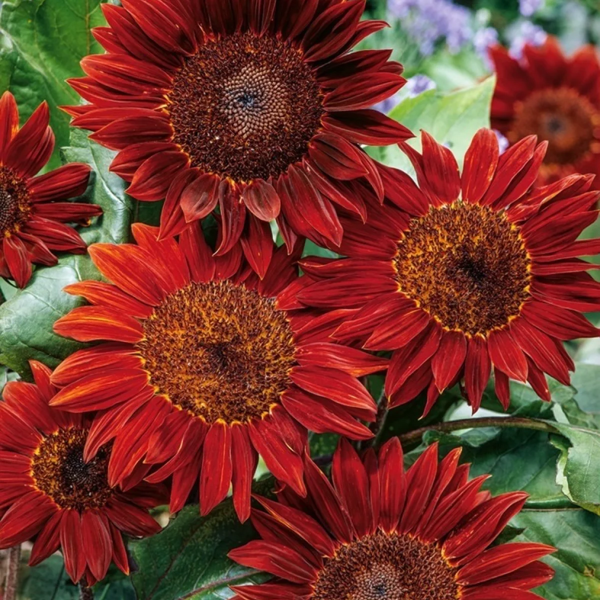 Соняшник ‘Red Sun’ (Helianthus annuus)