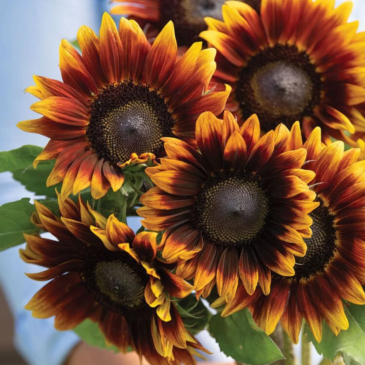 Соняшник ‘Shock-o-lat’ F1 (Helianthus annuus)