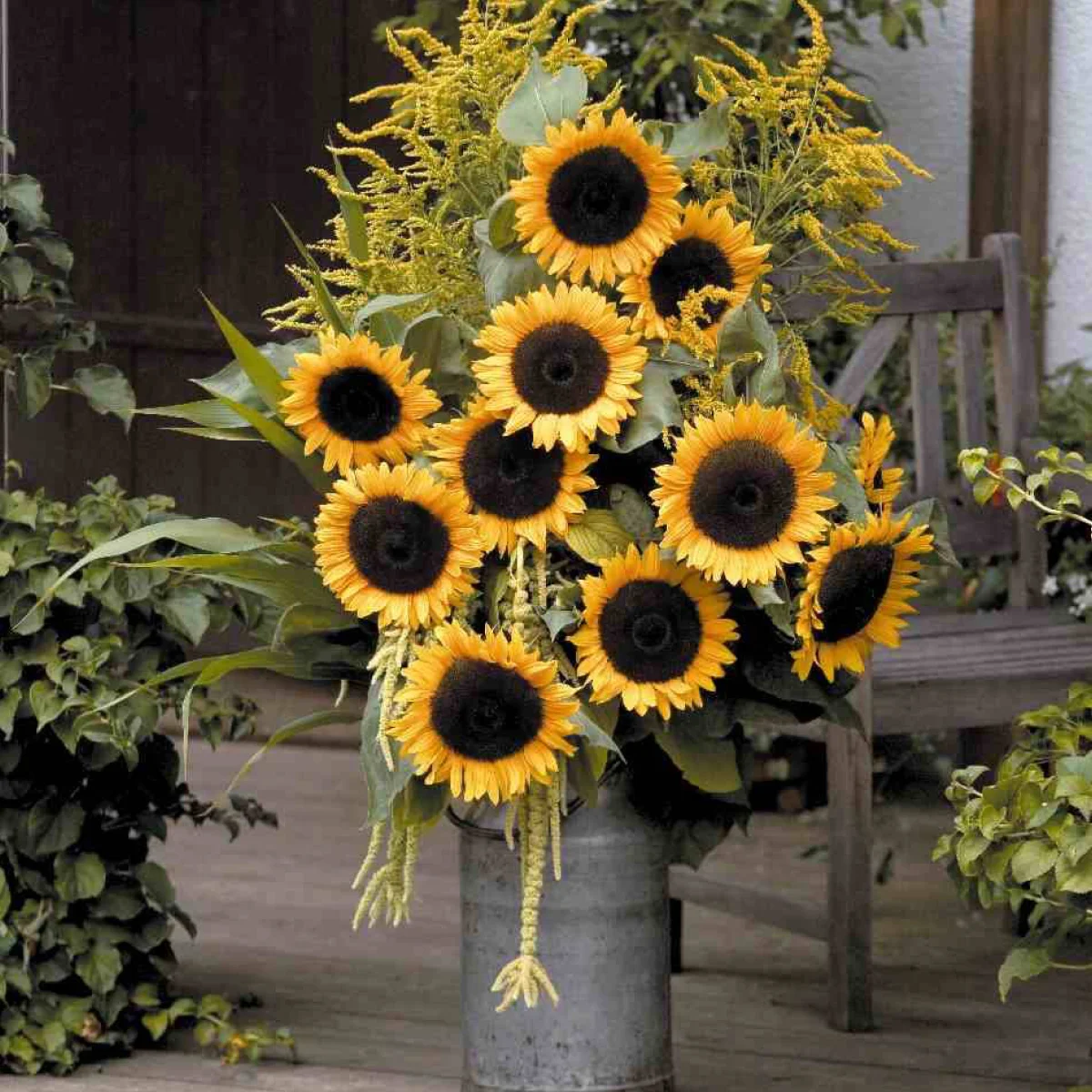 Соняшник ‘Solara’ F1 (Helianthus annuus)