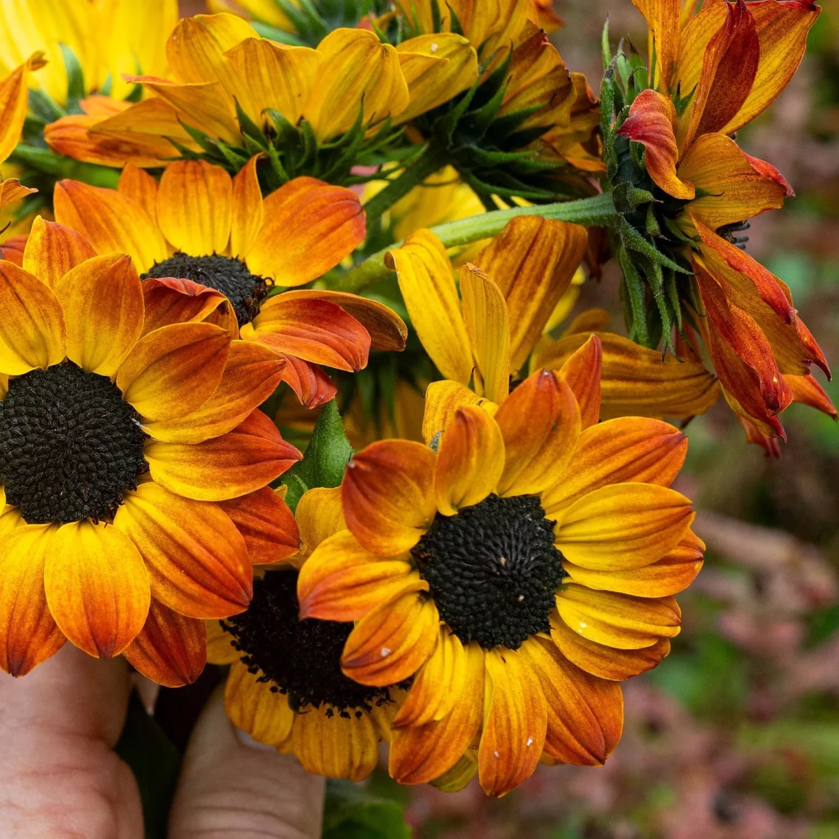 Соняшник ‘Soluna Bronze’ (Helianthus annuus)