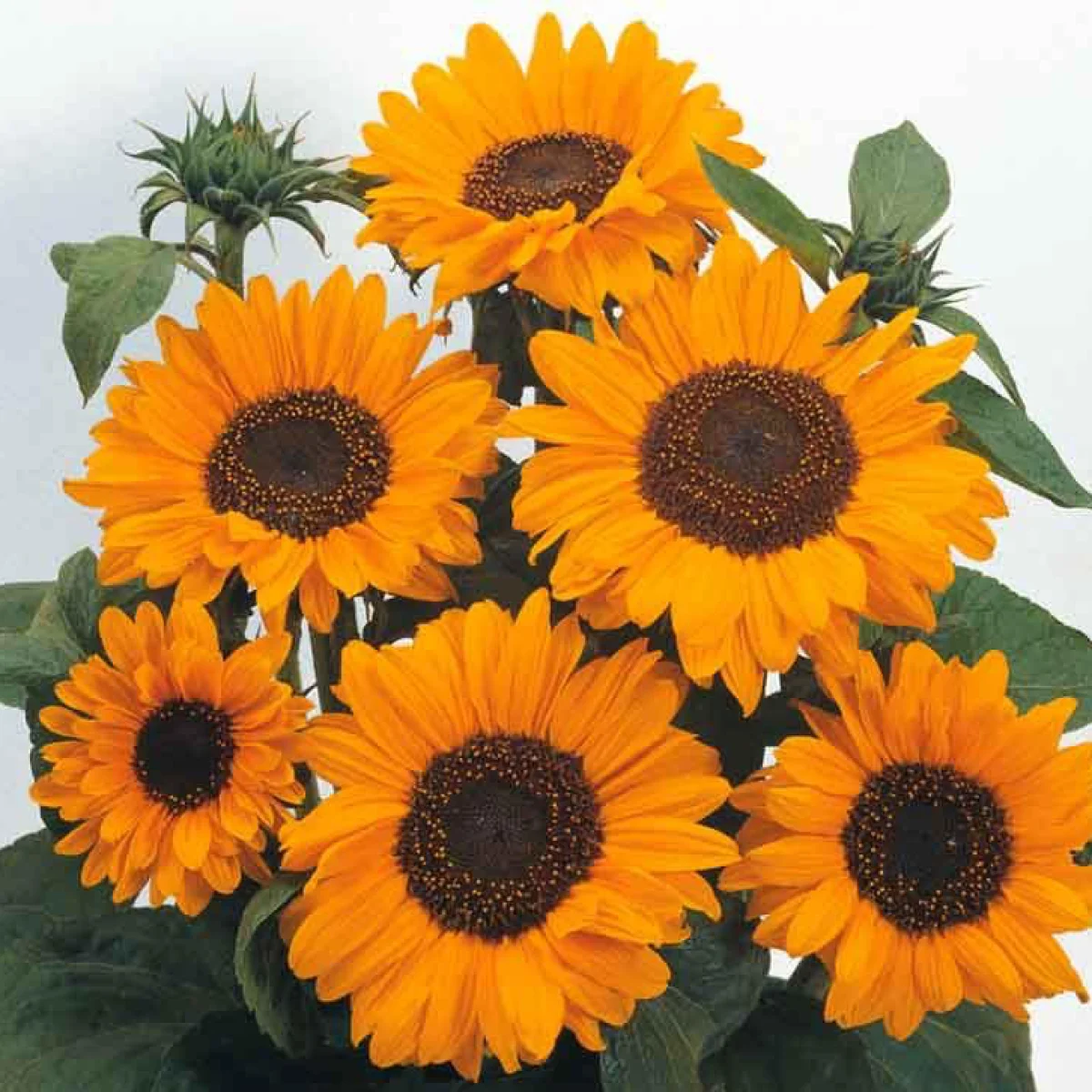 Соняшник ‘Soraya’ (Helianthus annuus)