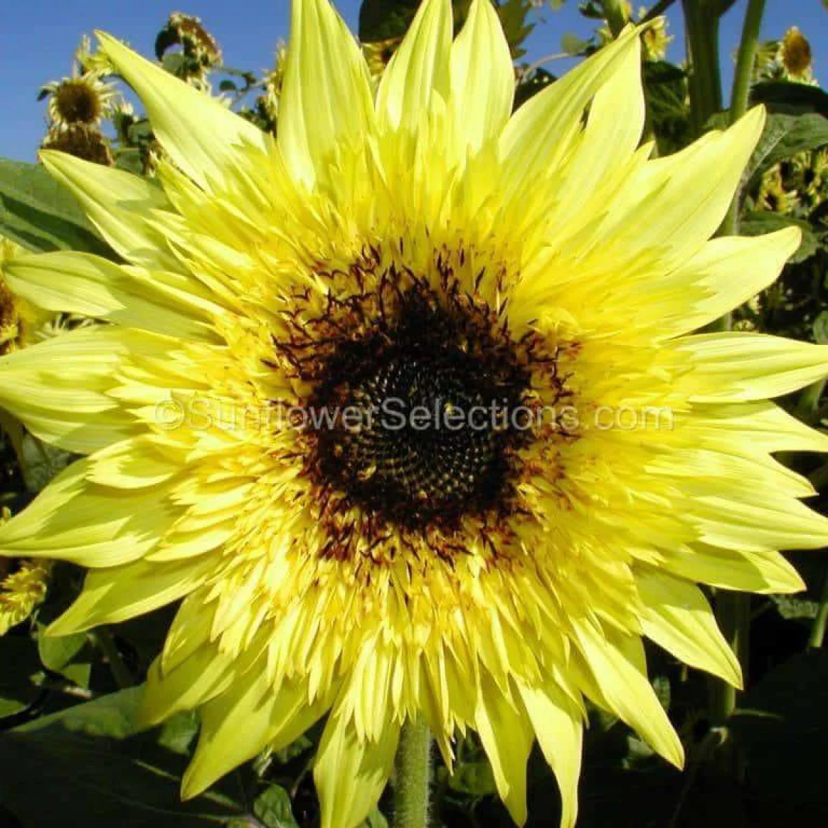 Соняшник ‘Starburst™ Lemon Éclair’ (Helianthus annuus)