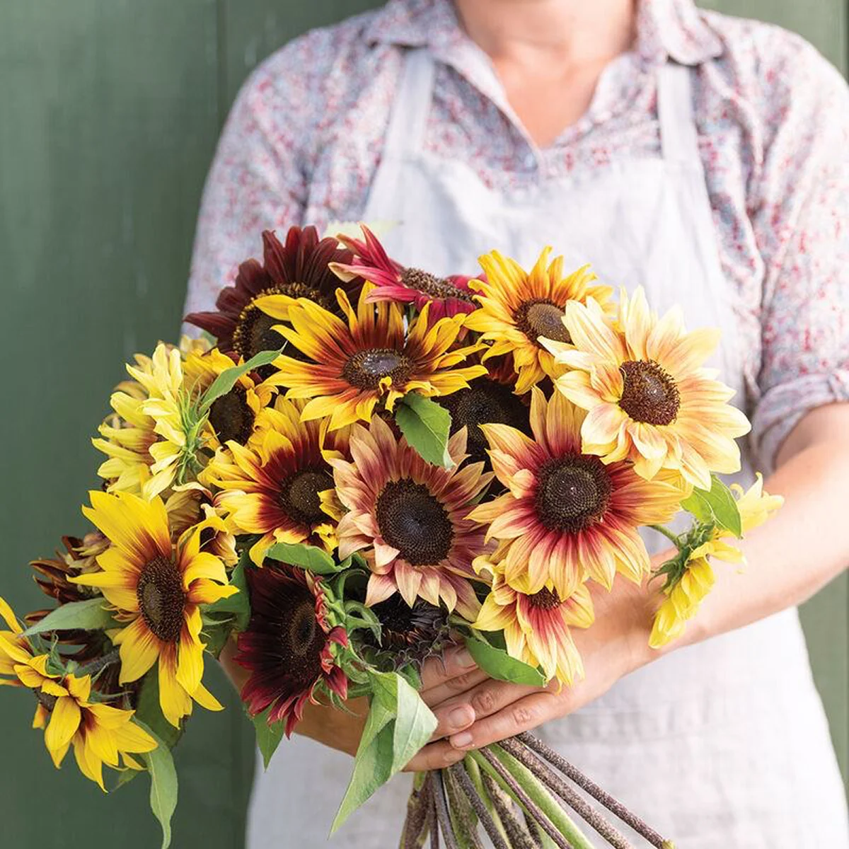 Соняшник ‘Summertime Mixture F1’ (Helianthus annuus)