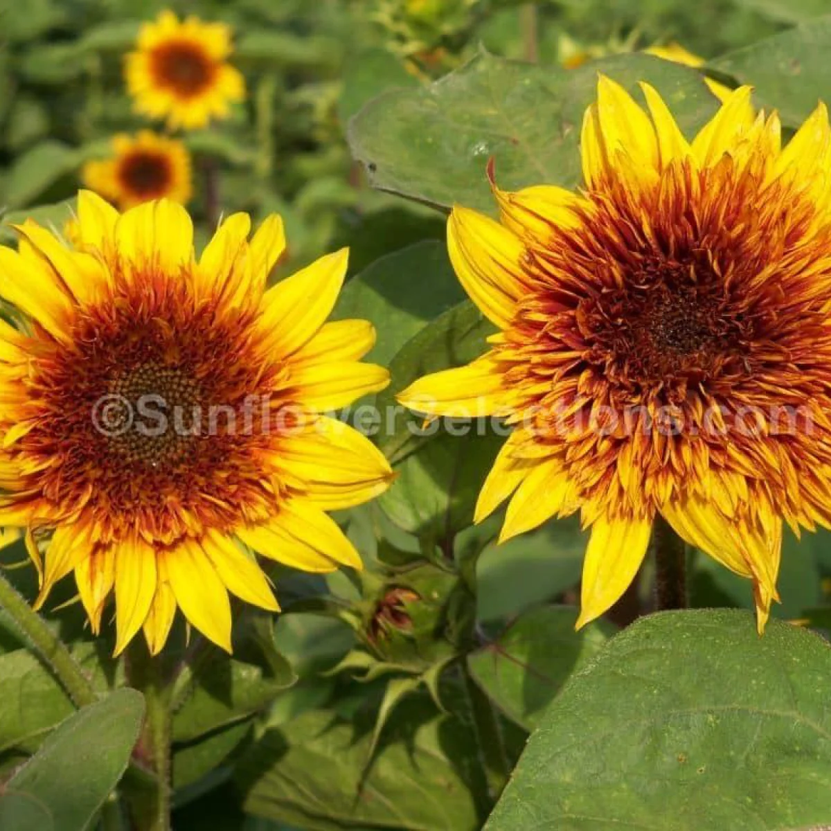 Соняшник ‘Sundance Kid’ (Helianthus annuus)