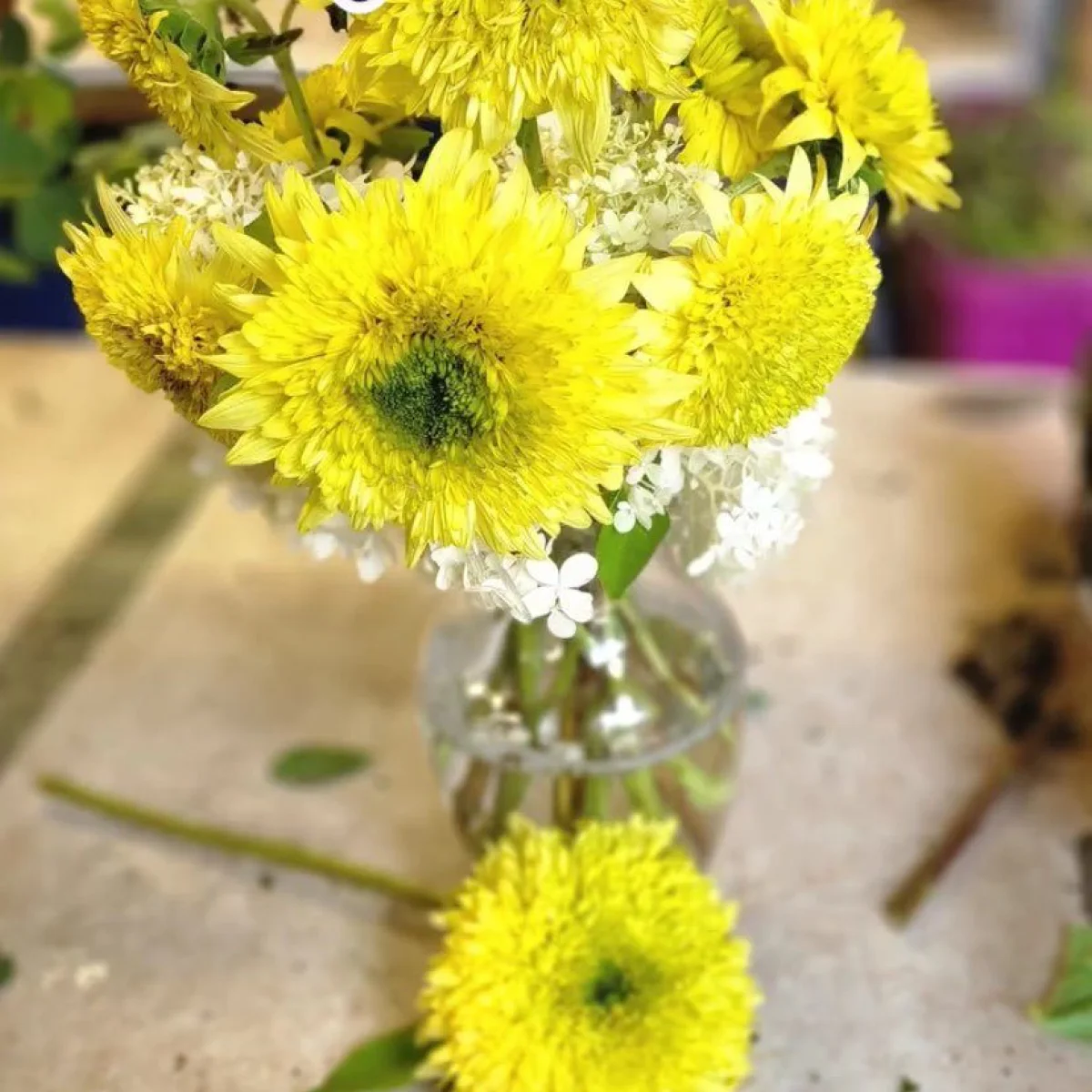 Соняшник ‘Sunflower Steve Lemon Mix’ (Helianthus annuus)